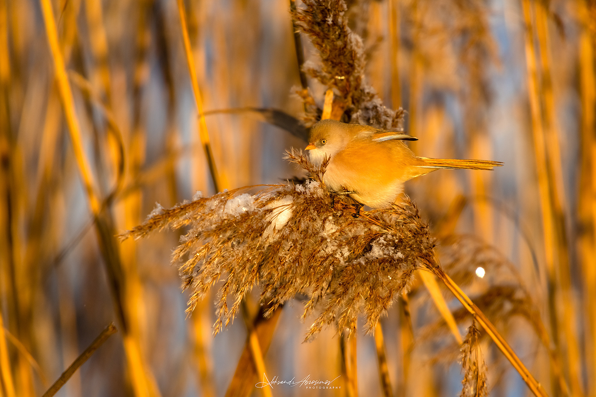 Birds. Птицы. Aleksandr Abrosimov Photography