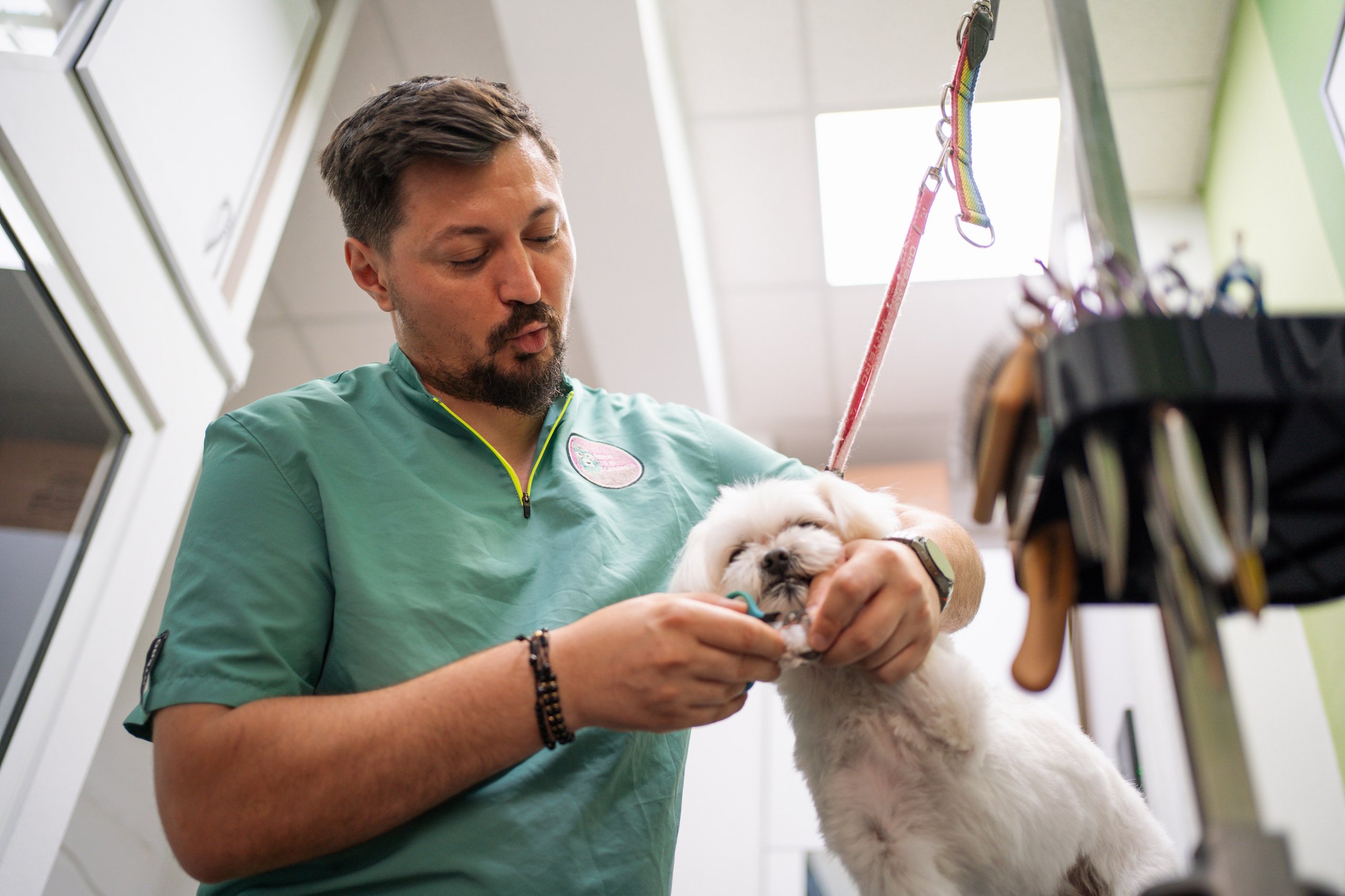 PetGroom Timisoara. Cozac Cristian Photographer