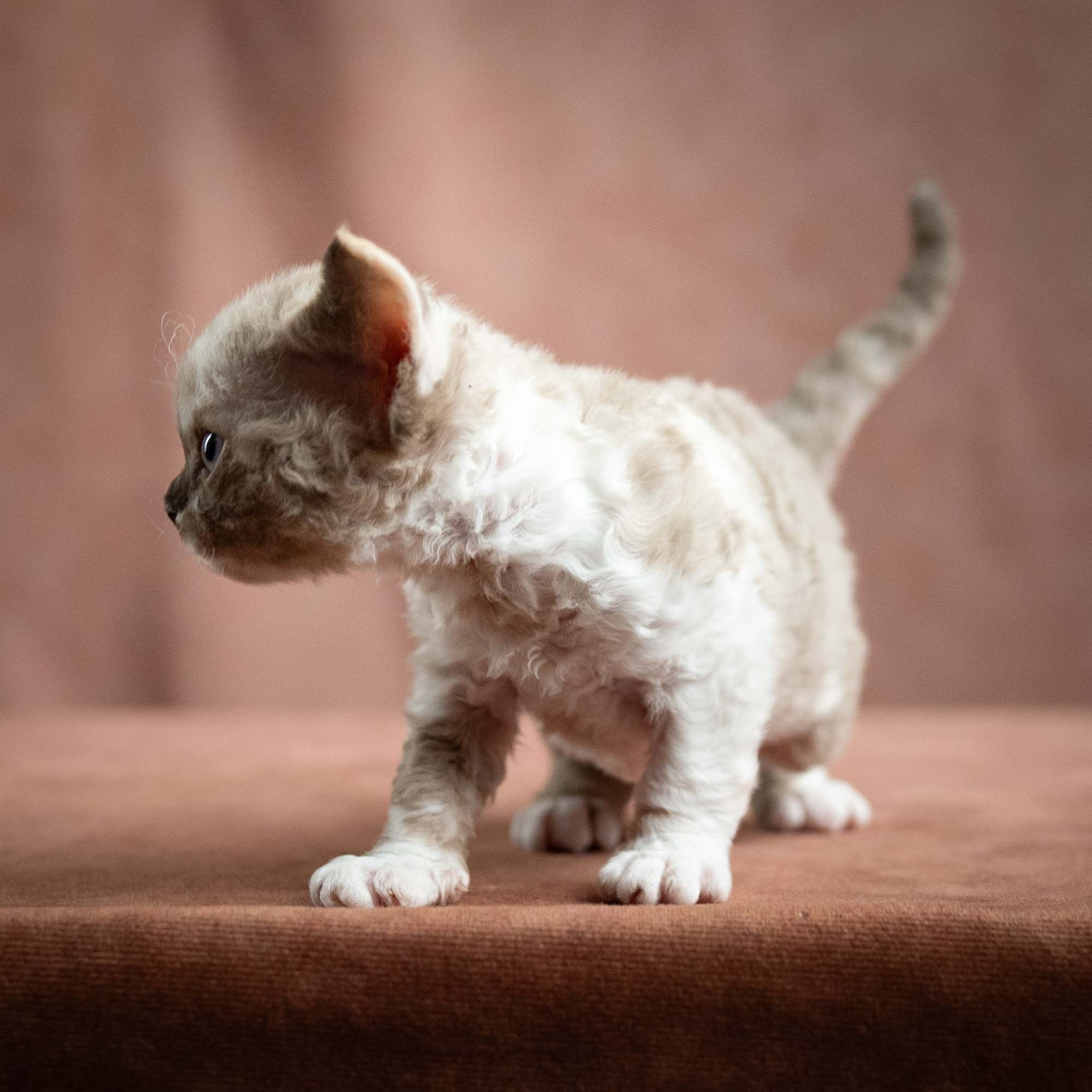 Thalia, girl, born 01.17.26. Devon Rex Pixie Cattery