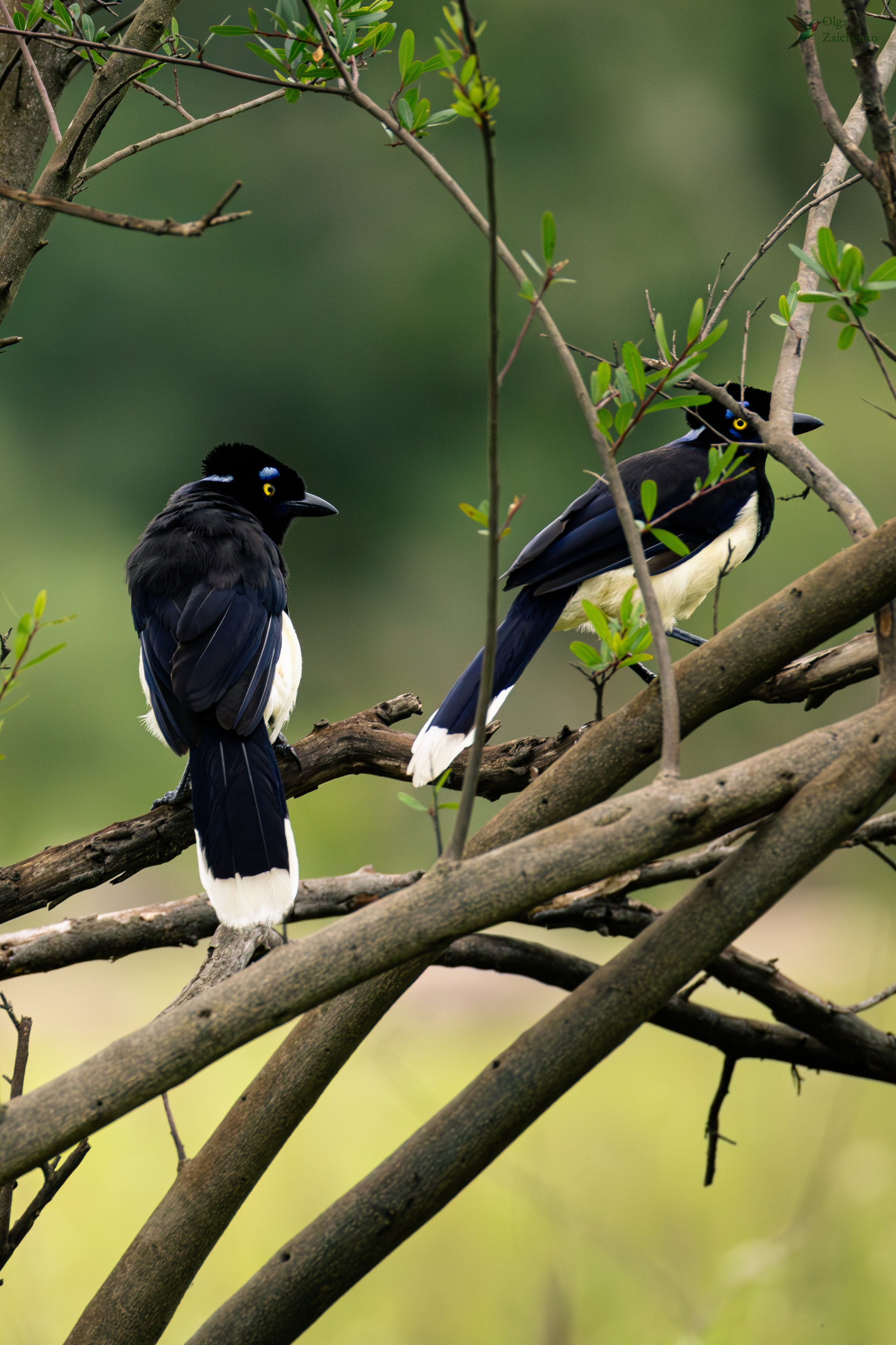 Плюшевоголовая разноцветная сойка