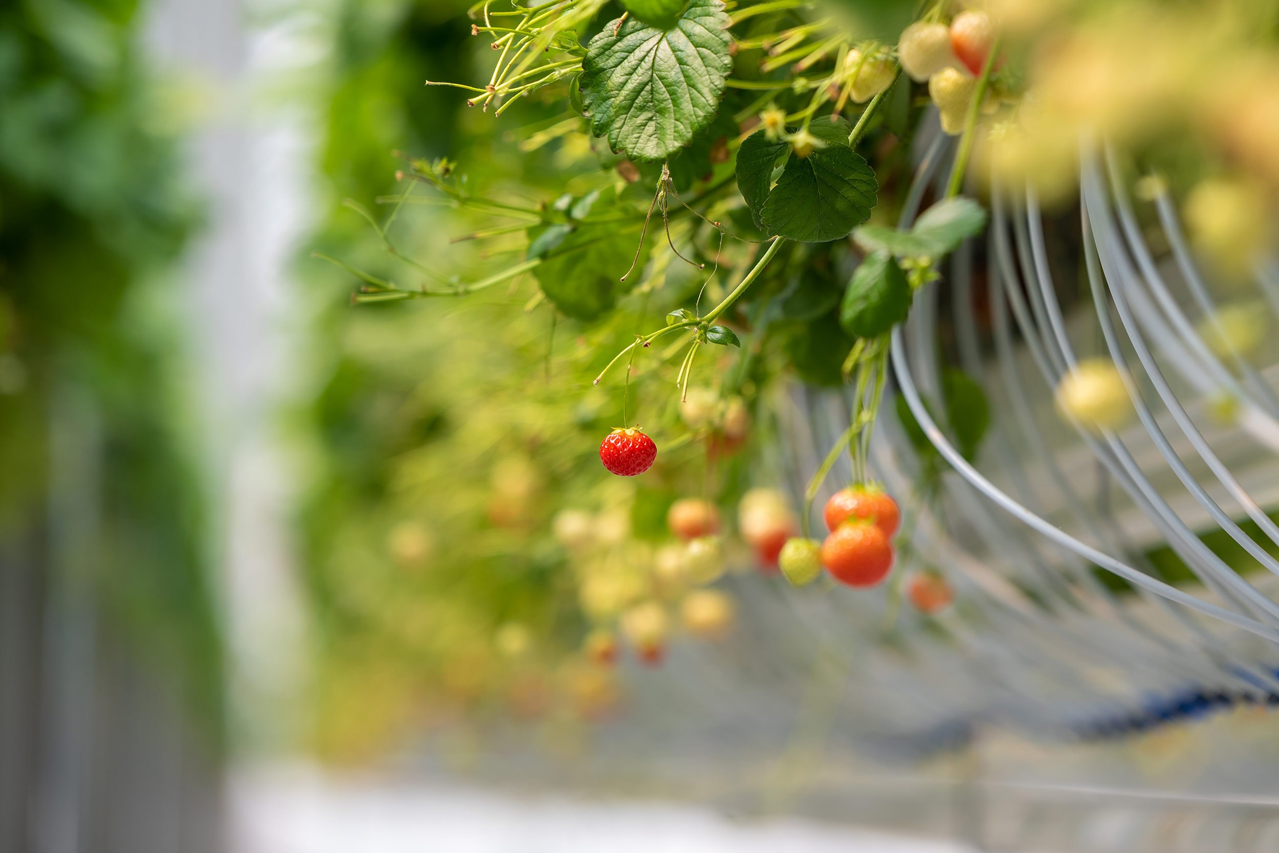 Rockberry. Фотограф в Ереване