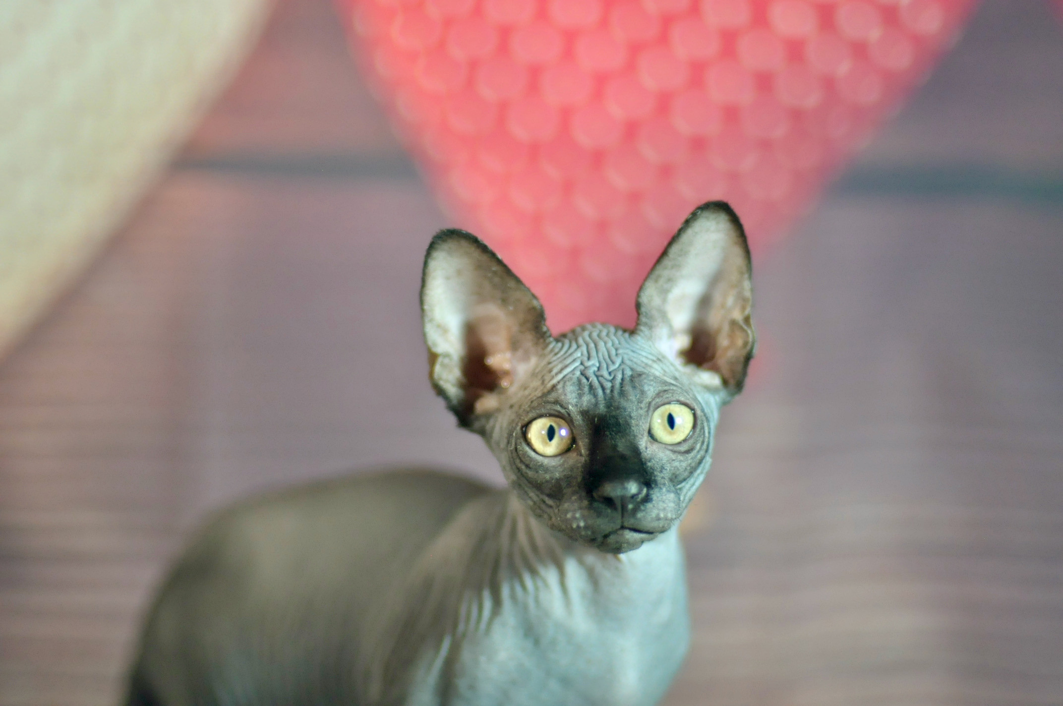 CALVIN (♂), color — Black (n) — found his family. Εκτροφείο γάτες Σφίγγα στην Λεμεσό, Κύπρος