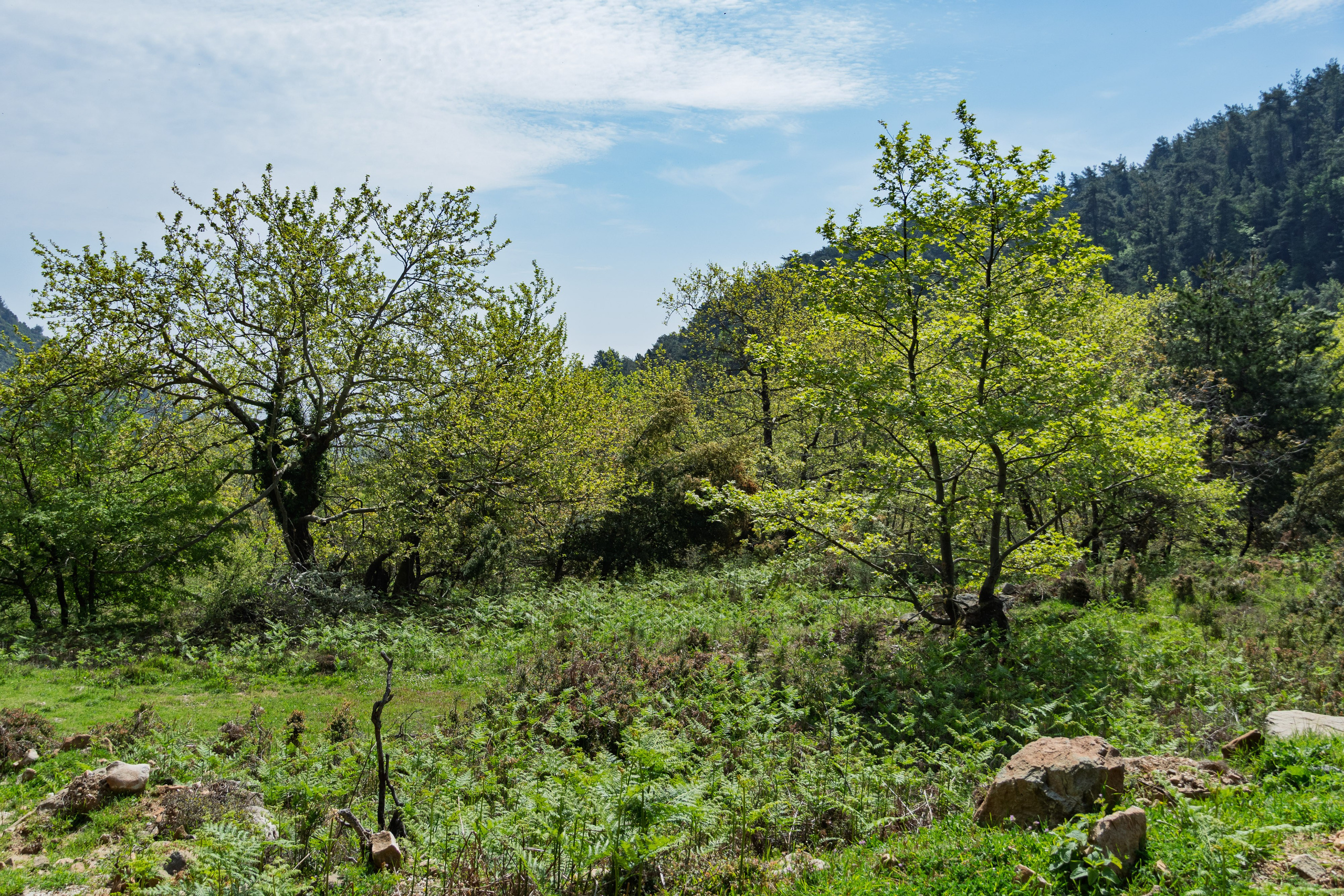 Thasos 2025. Fotografiideplacere.net