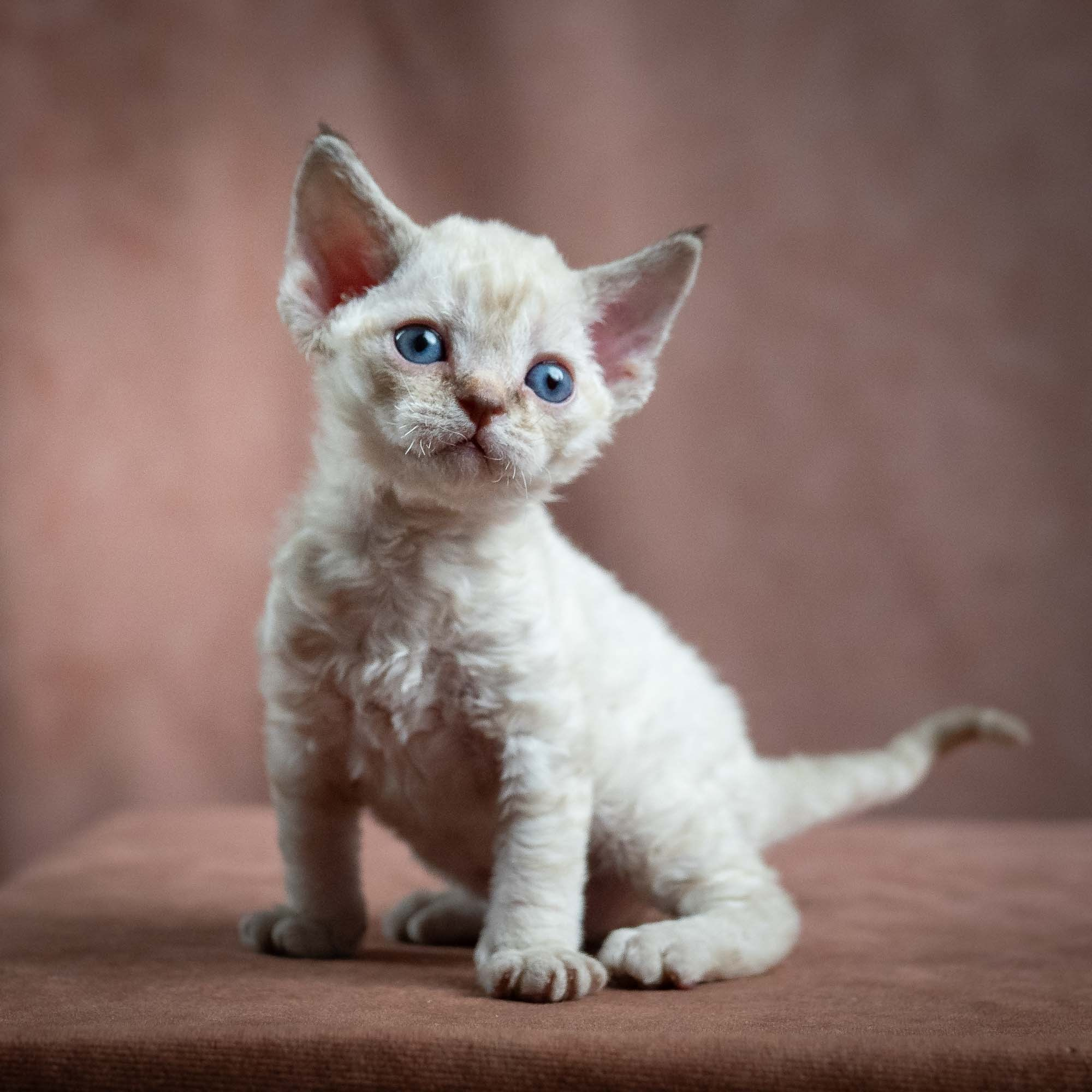 Maya, girl, born 01.15.26. Devon Rex Pixie Cattery