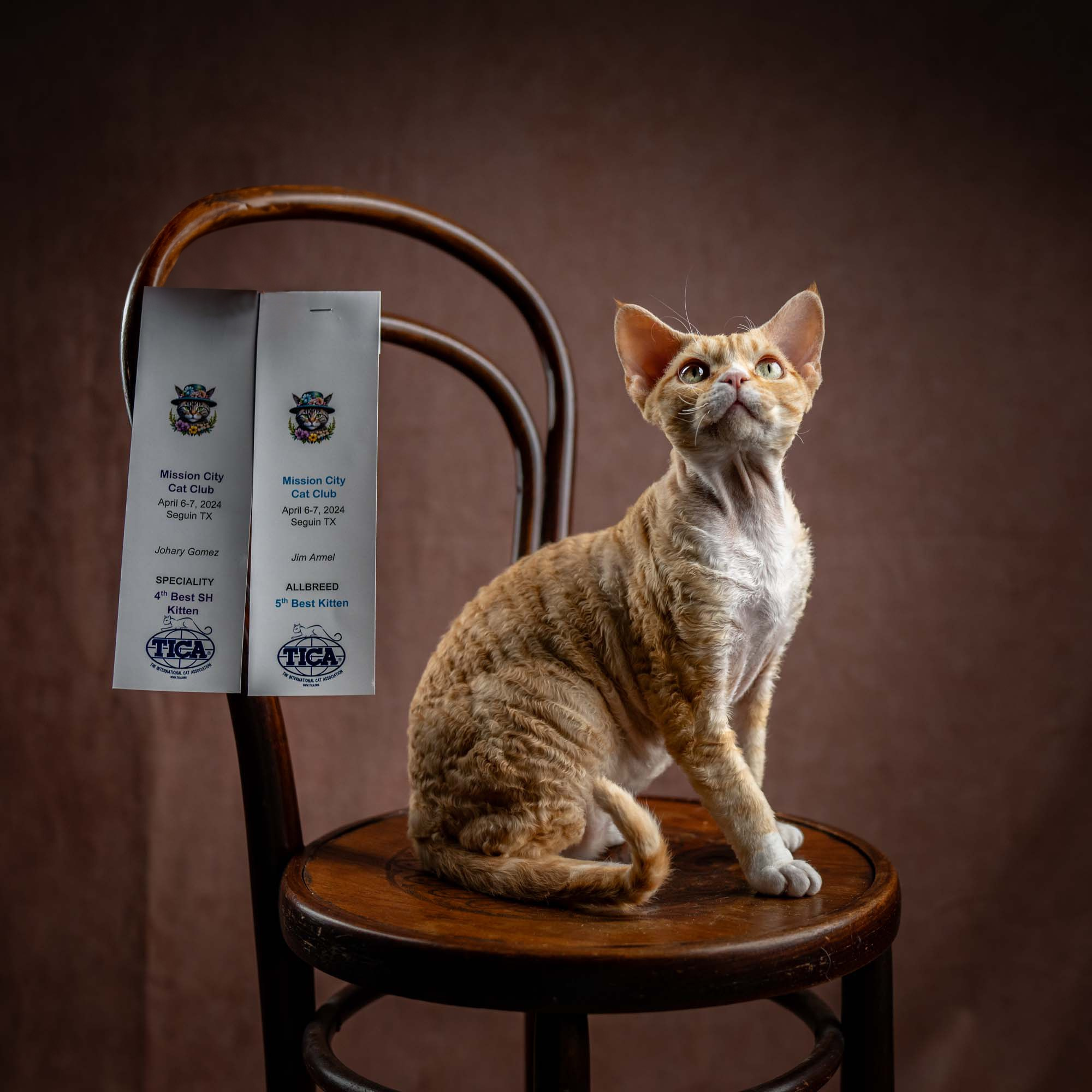 Choux. Devon Rex Pixie Cattery