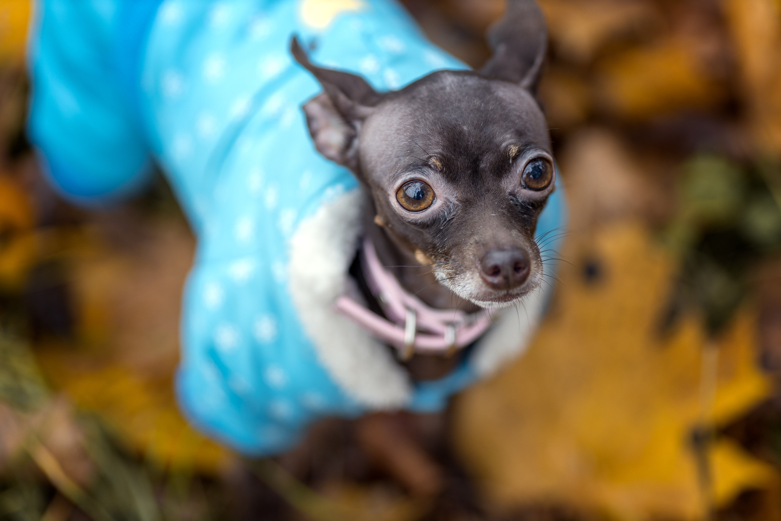 Kristina 31.10.2020. Portree- ja perefotograaf Anton Hansen Tallinnas, Eestis