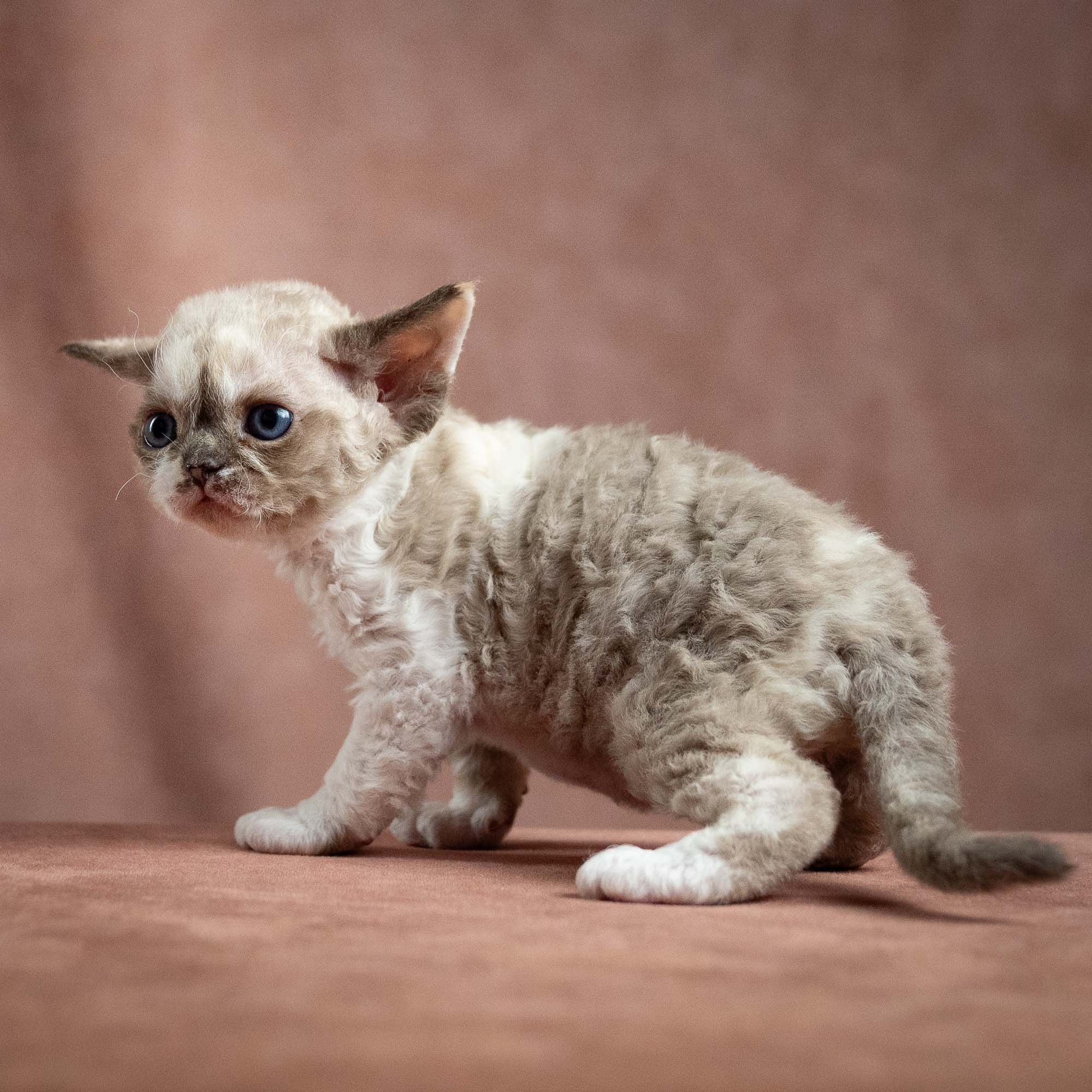 Thalia, girl, born 01.17.26. Devon Rex Pixie Cattery