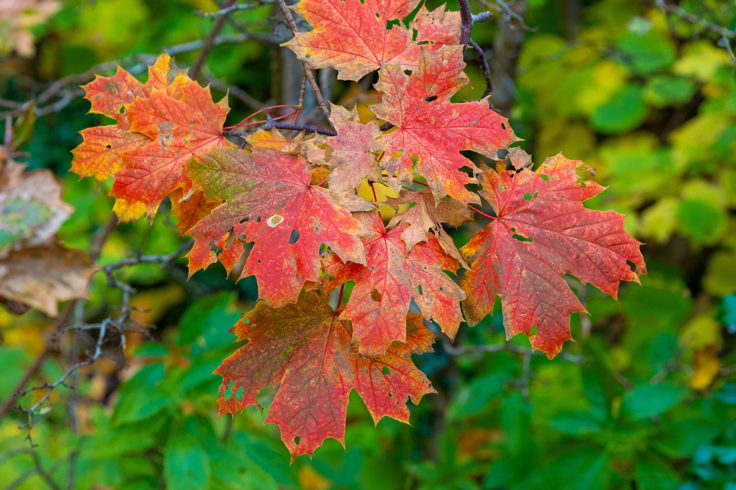 Efterår. Fotograf Aarhus | Portrætfoto Århus | Flotte billeder