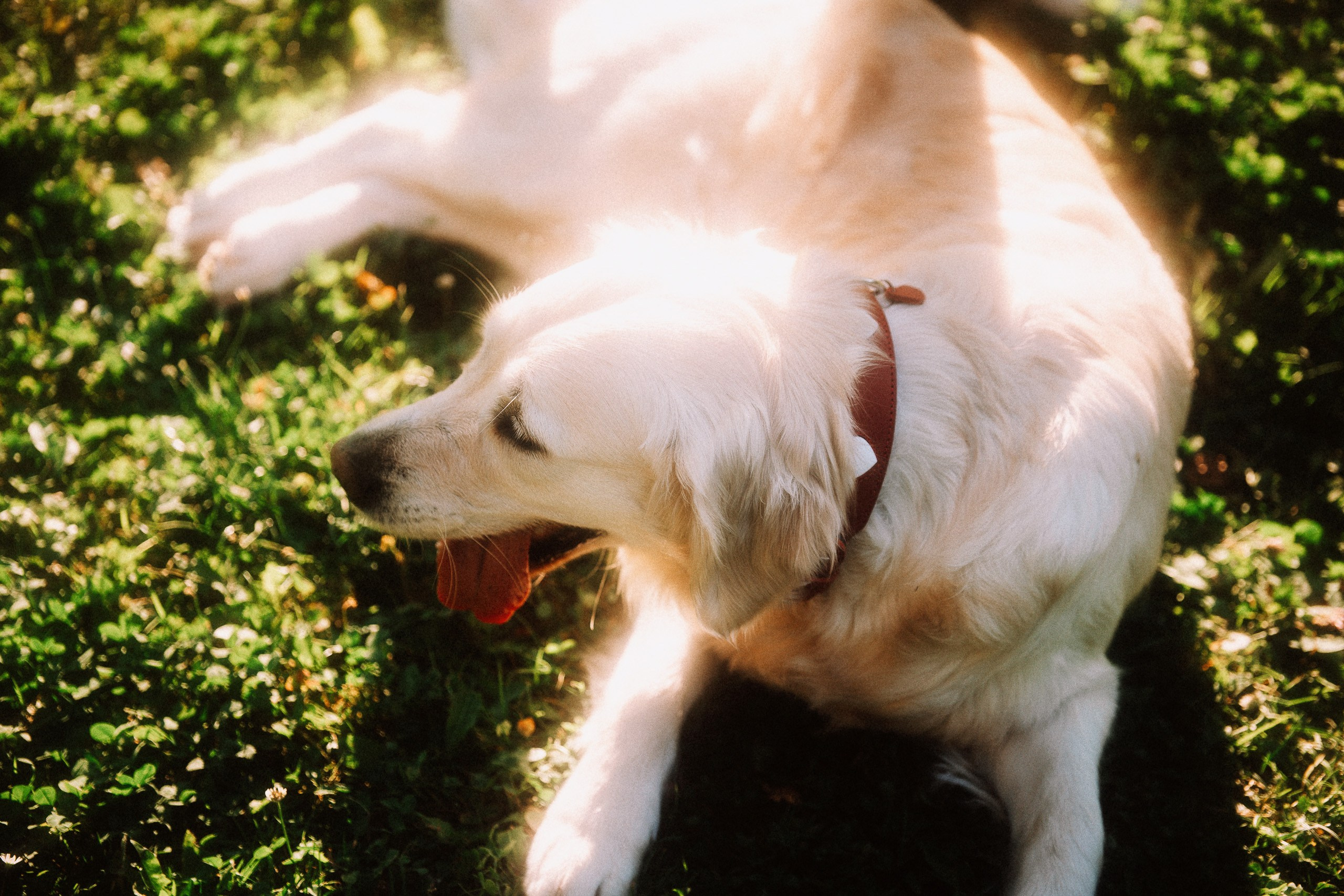 Olya + Sasha. Inna Mendelson — Photographer