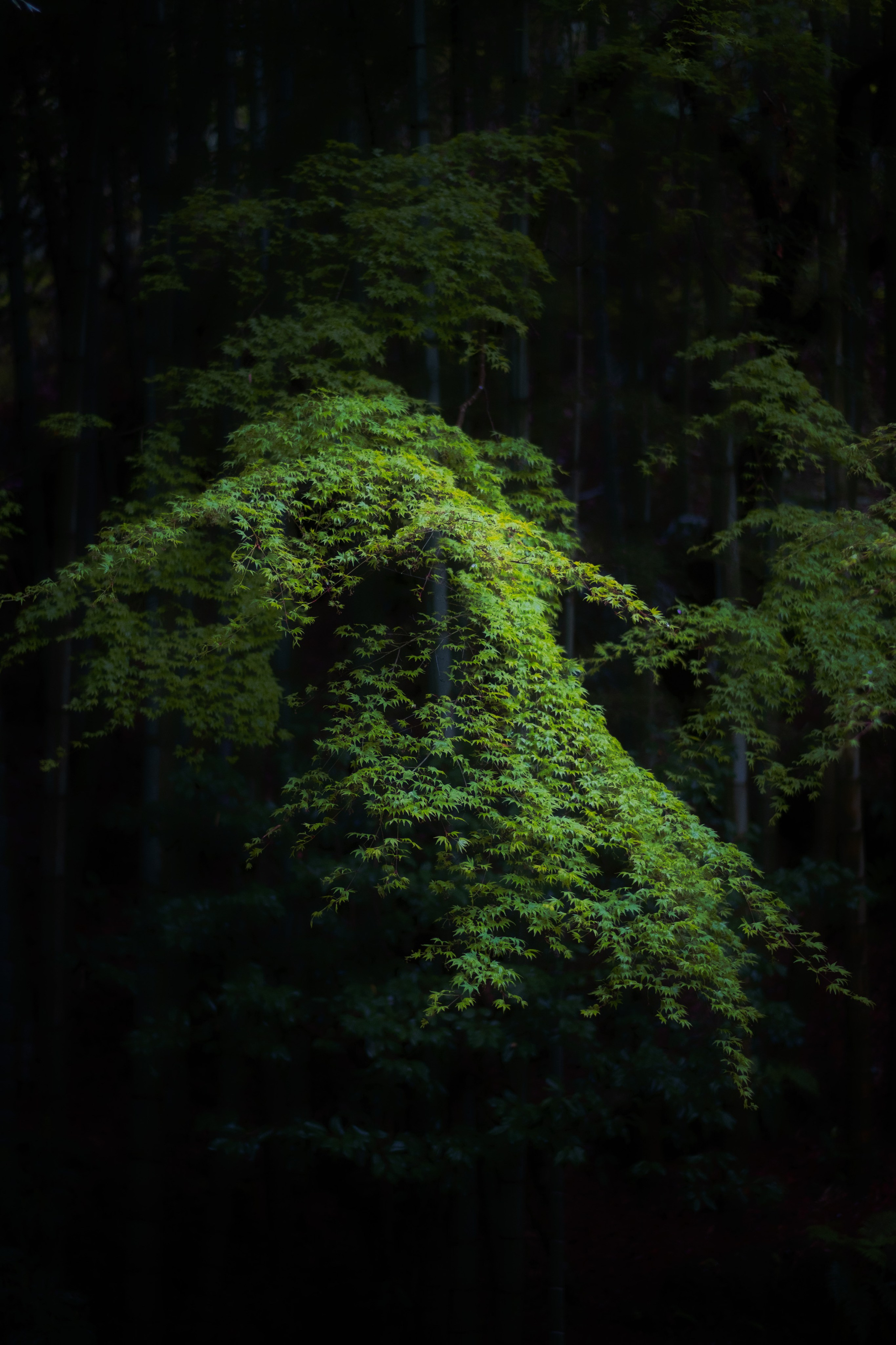 Japan. Artjom Kutuzov Photography