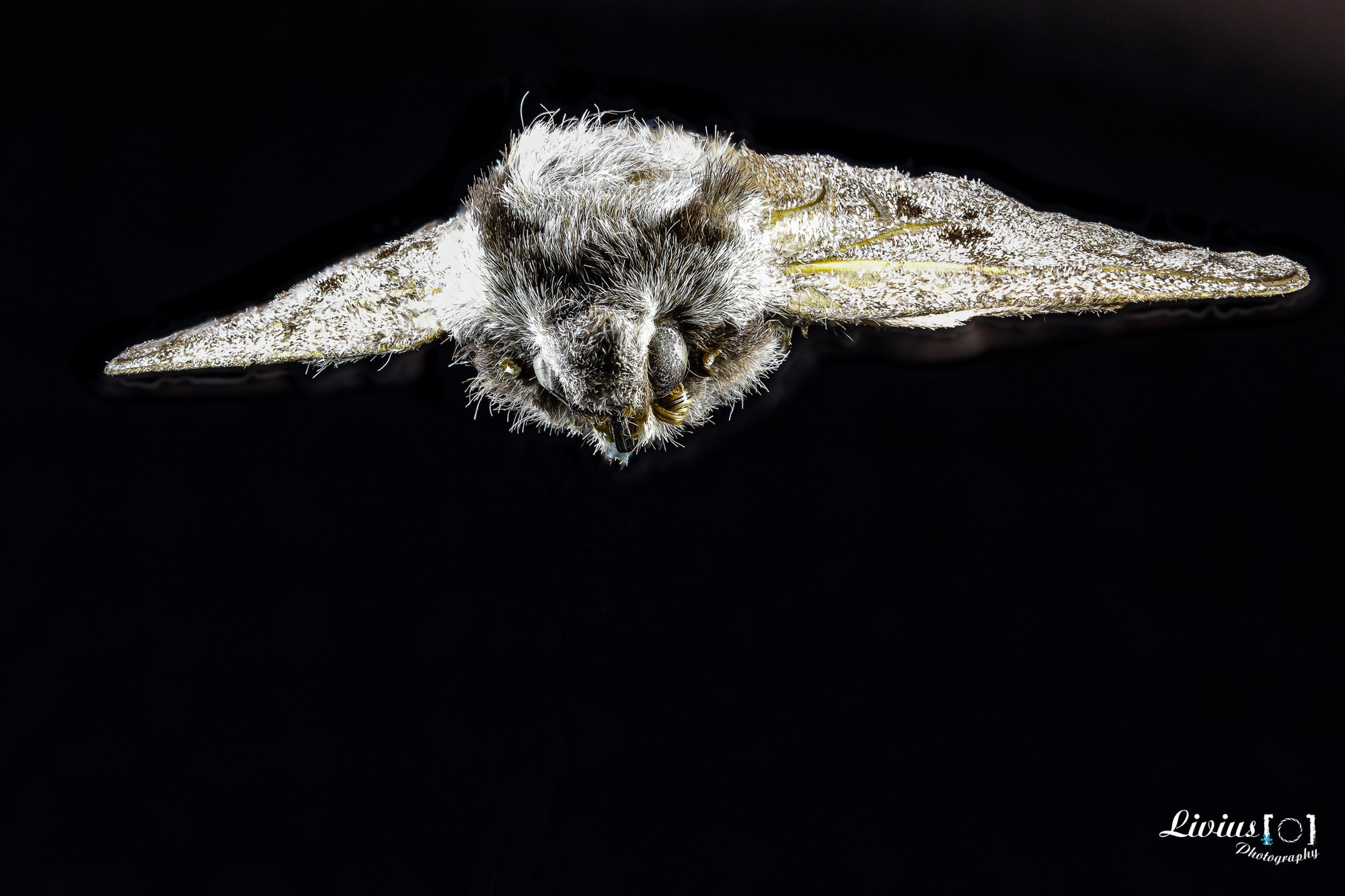 Hobby Bilder. FOTO KREATIV