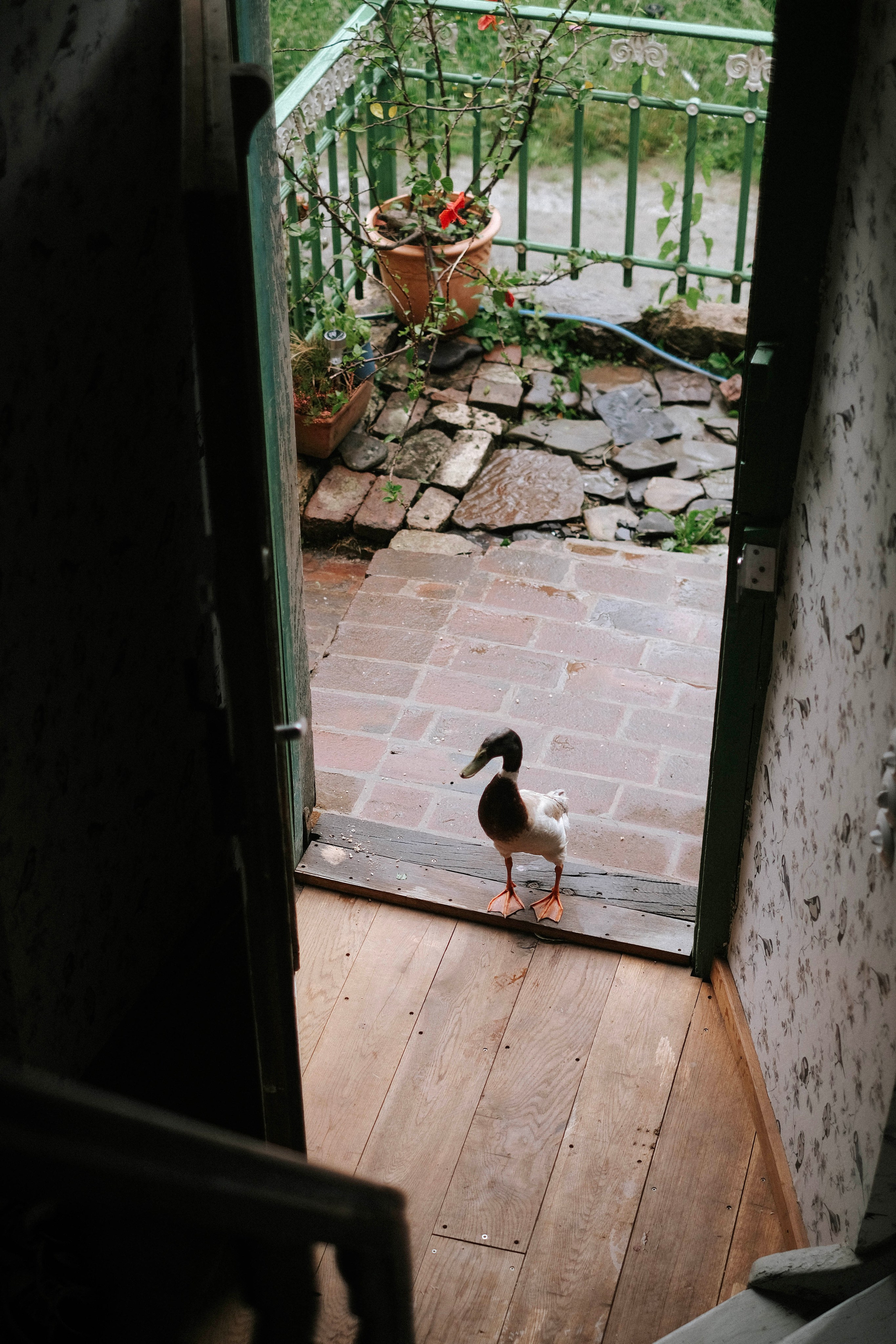 One year in a 500 years old house. Authentische Familienfotografie in Köln