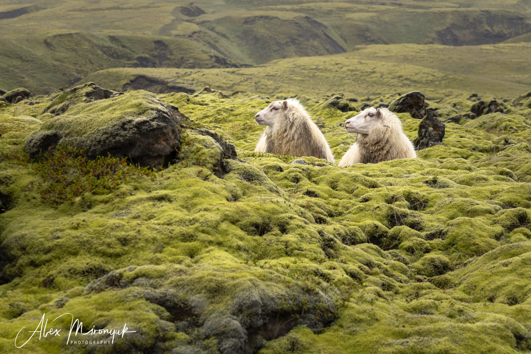 Iceland Hiking Adventure. Pet, Senior, Landscape, portrait studio, photographer in Miami and Sou
