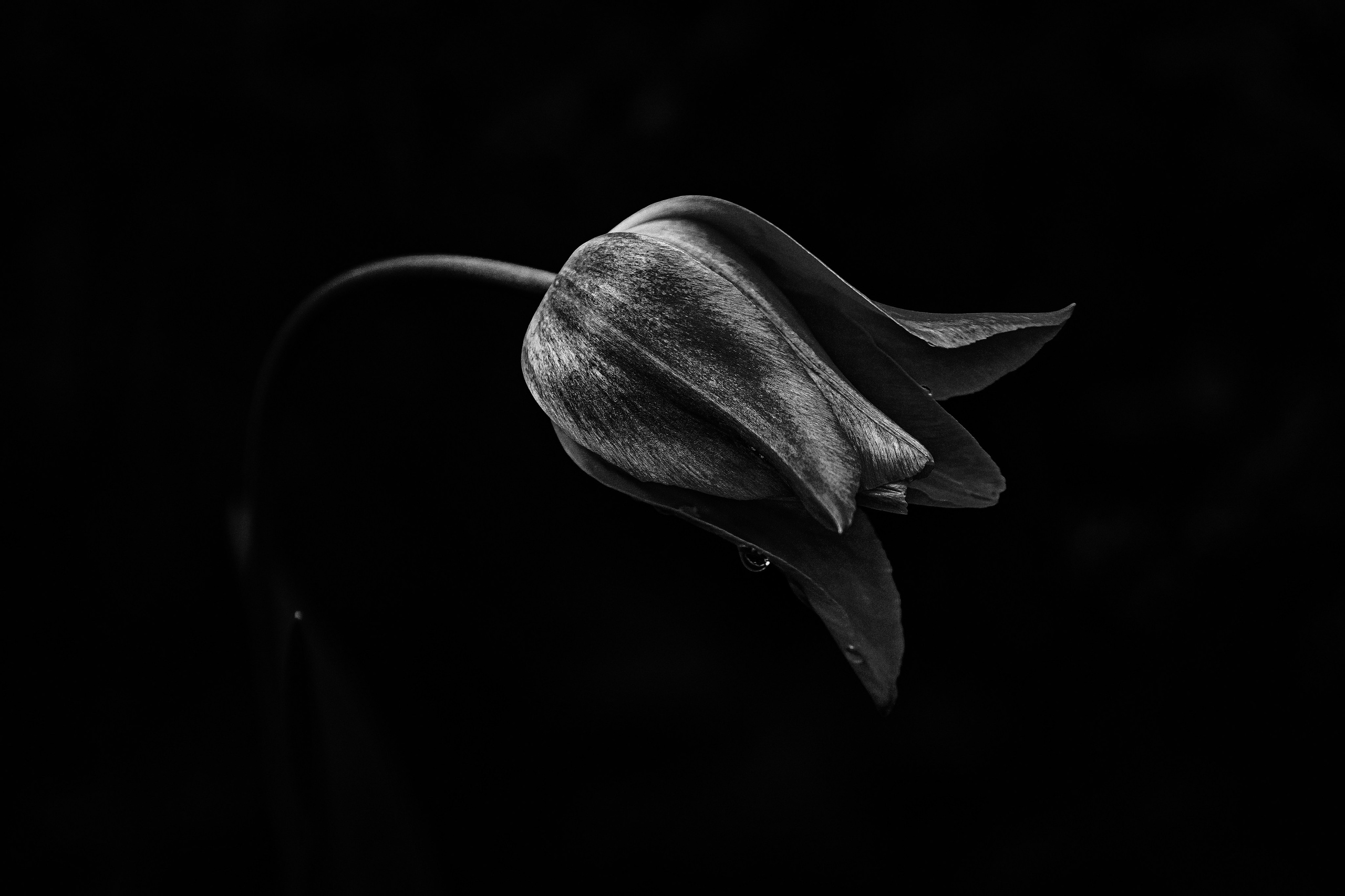 Fotograf nunți, botezuri și portrete în București – Mitroi Iulian