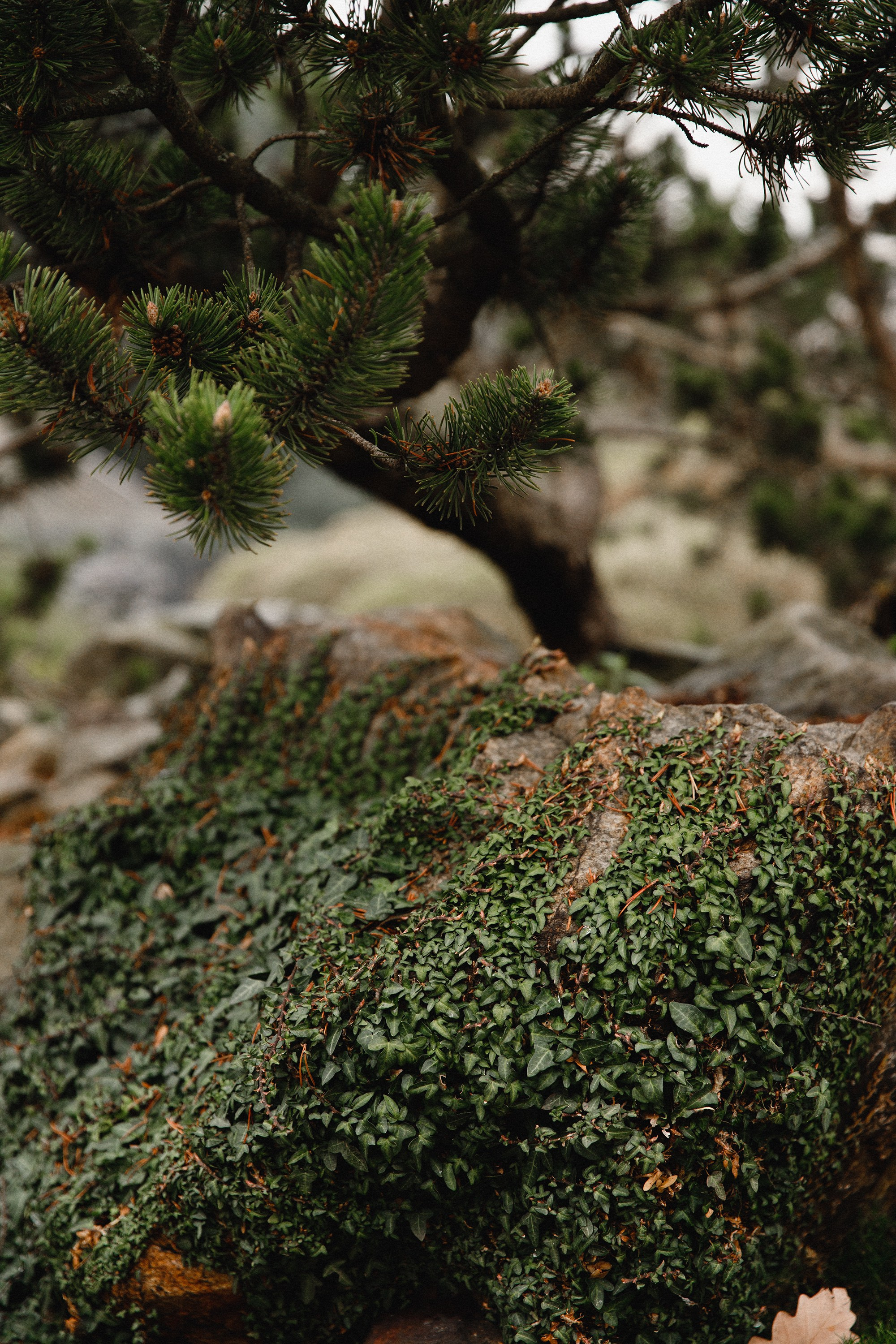 Botanical garden in Wroclaw. Kaja | fotograf we Wrocławiu | ludzie i psy