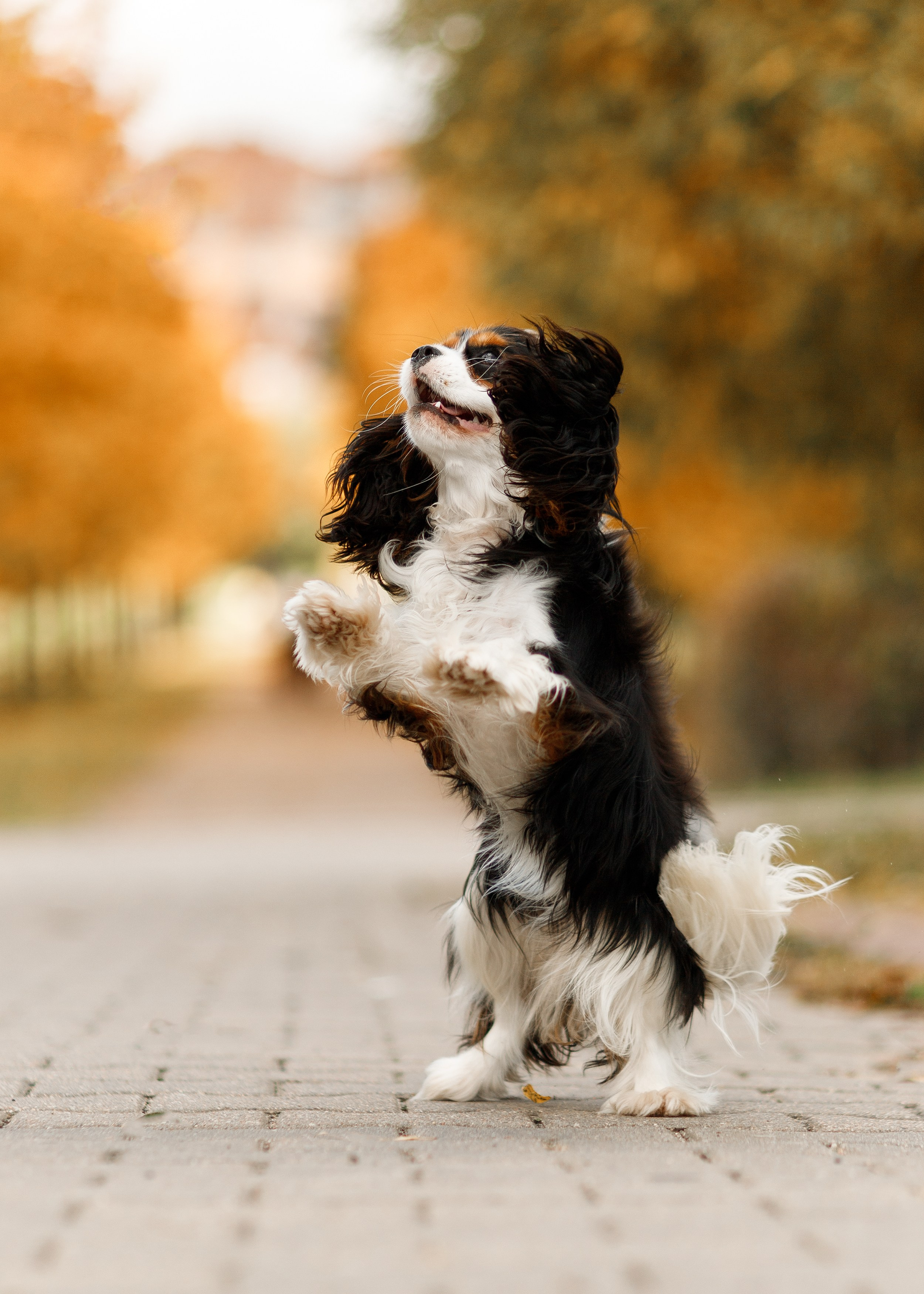 Autumn photo day for dog handler. Kaja | fotograf we Wrocławiu | ludzie i psy