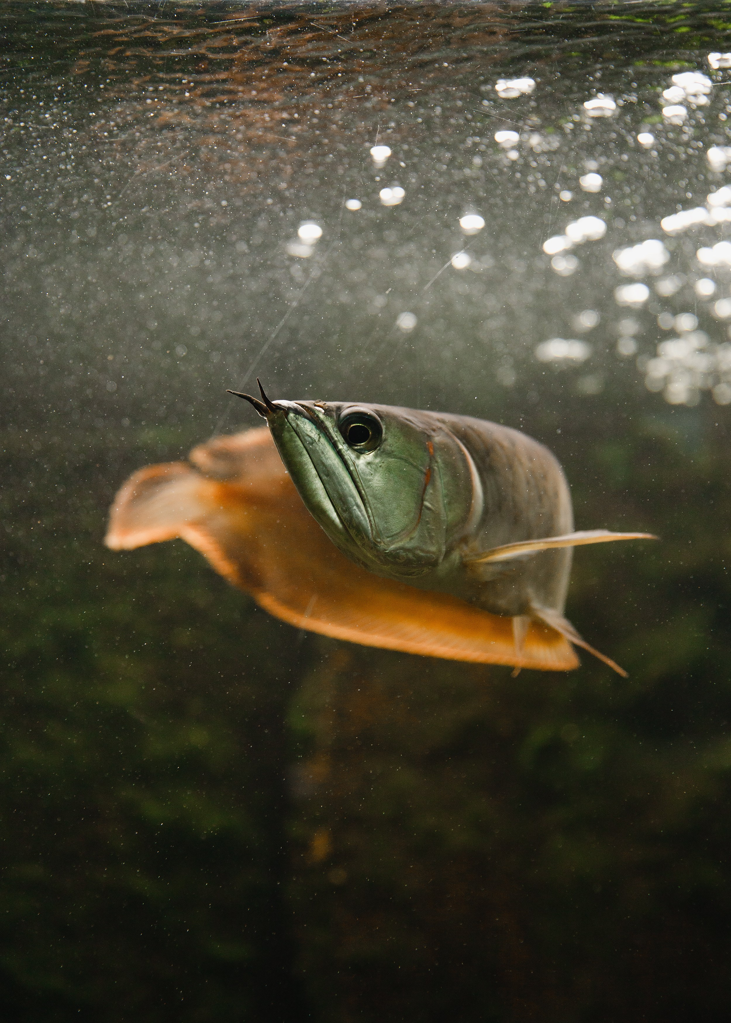 Botanical garden in Wroclaw. Kaja | fotograf we Wrocławiu | ludzie i psy