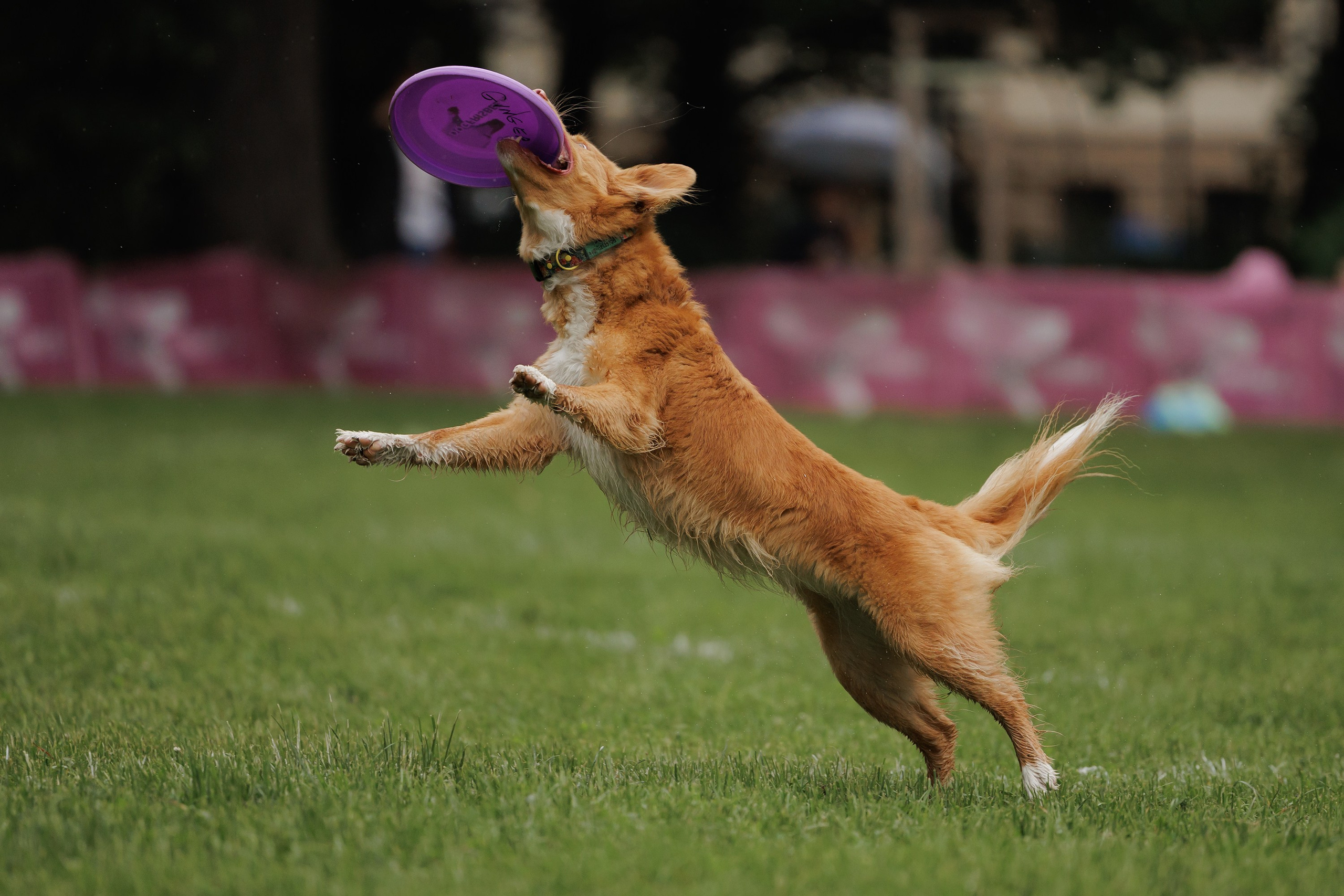 Latające psy, Wrocław'25. Kaja | fotograf psów we Wrocławiu