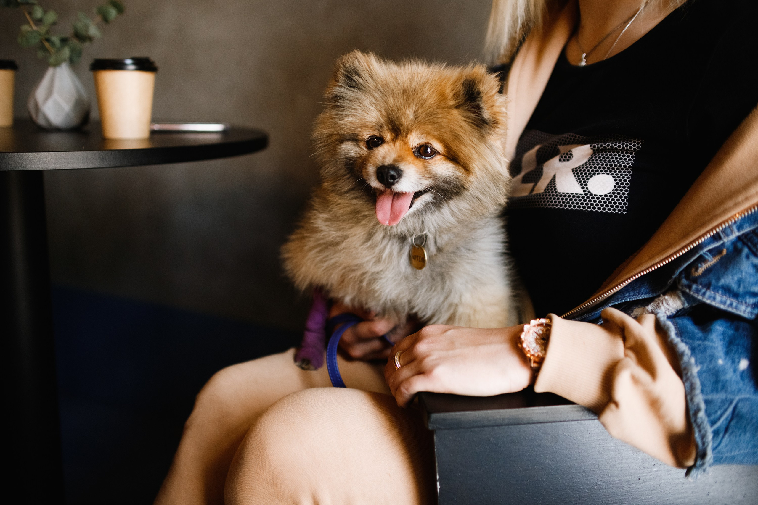 Dog trainer blog content. Kaja | fotograf we Wrocławiu | ludzie i psy