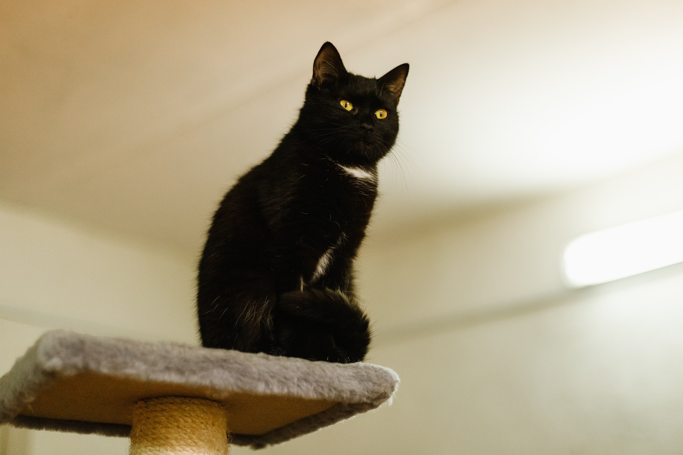 Shelter's cats for adoption. Kaja | fotograf we Wrocławiu | ludzie i psy