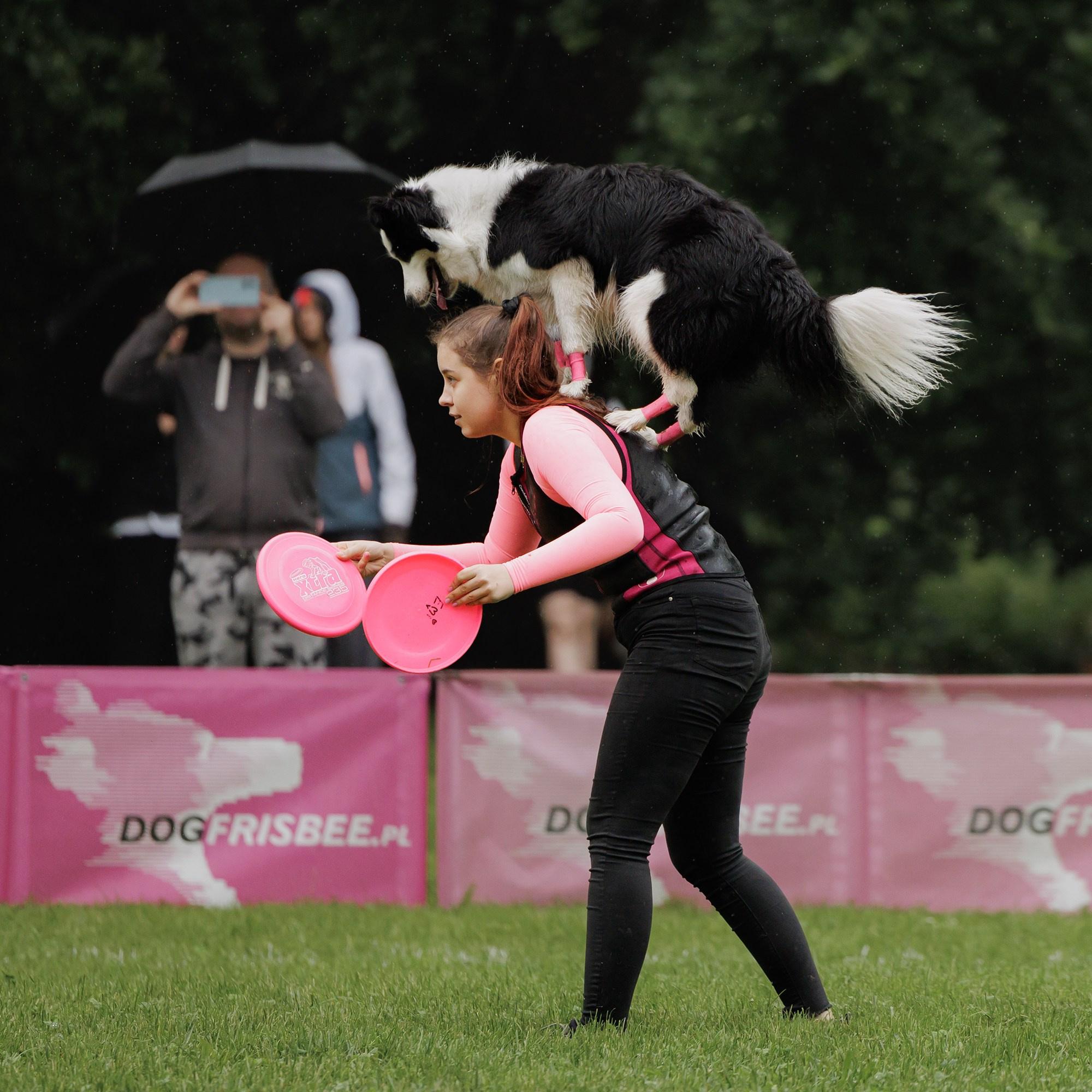 Latające psy, Wrocław'25. Kaja | fotograf psów we Wrocławiu