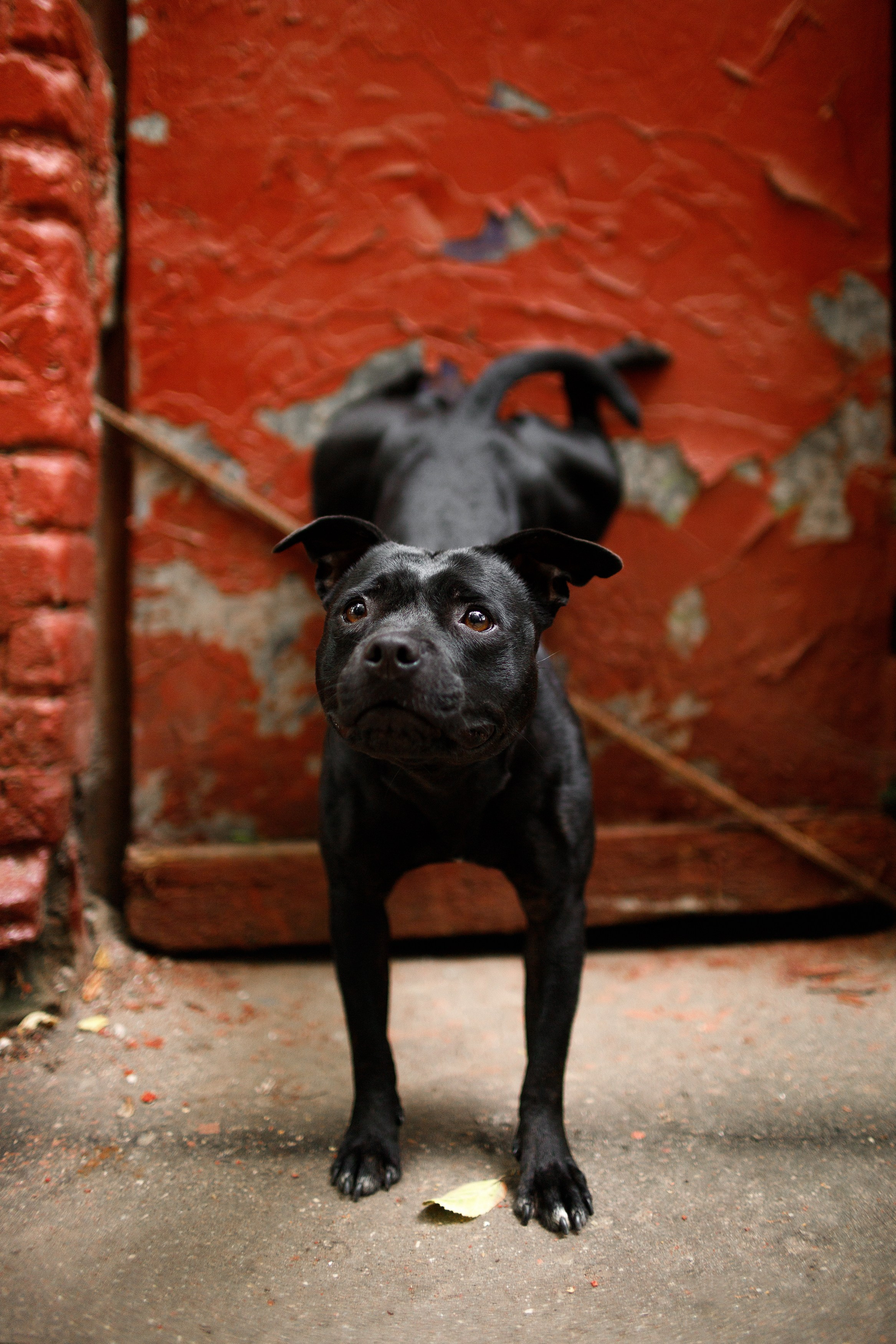 Staffy Yosia. Kaja | fotograf we Wrocławiu | ludzie i psy