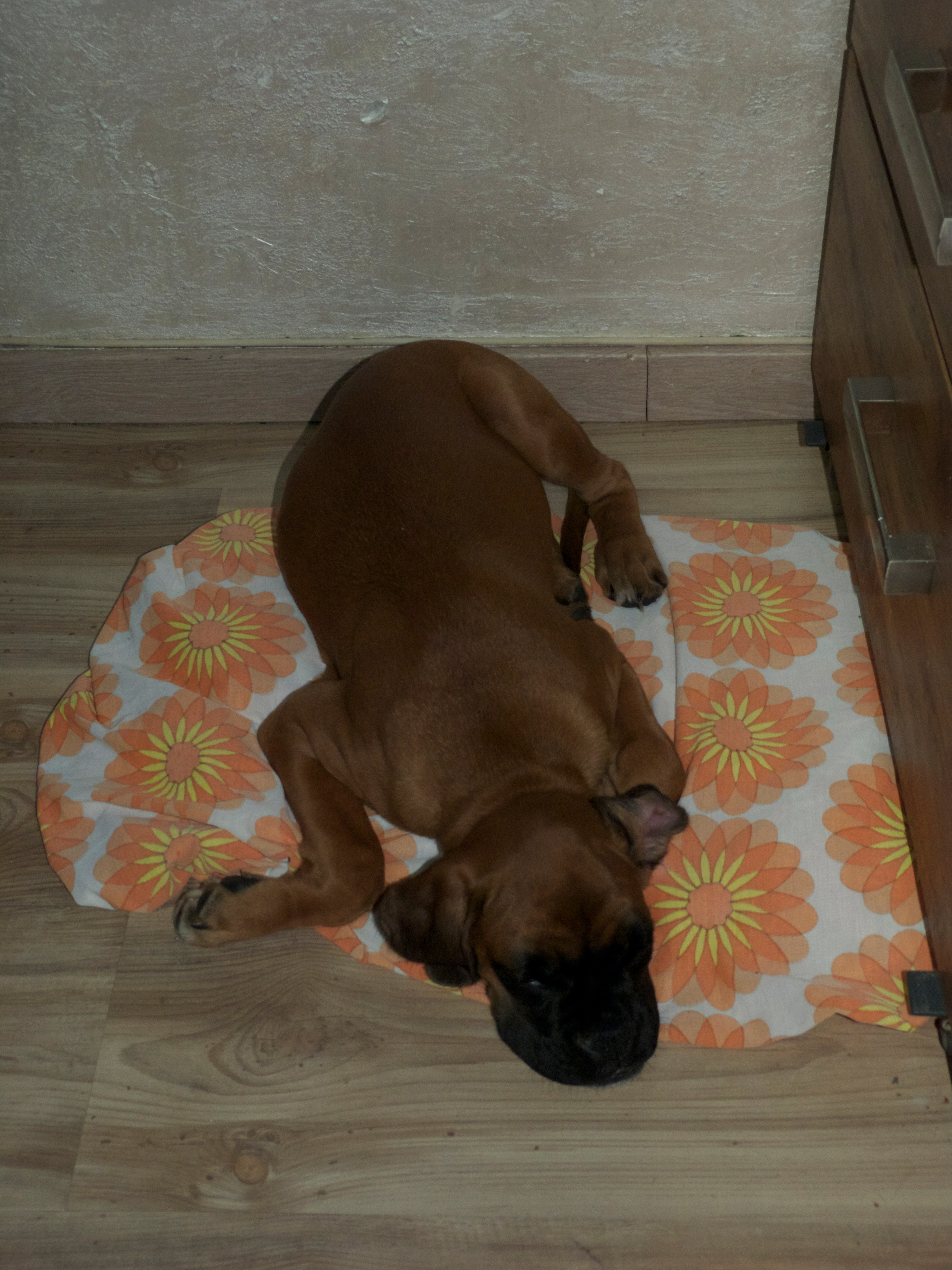 My ״Star״ Boxer Dog