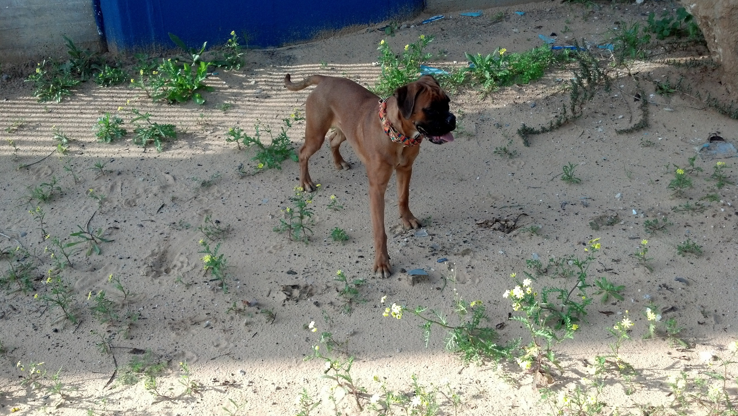 My ״Star״ Boxer Dog