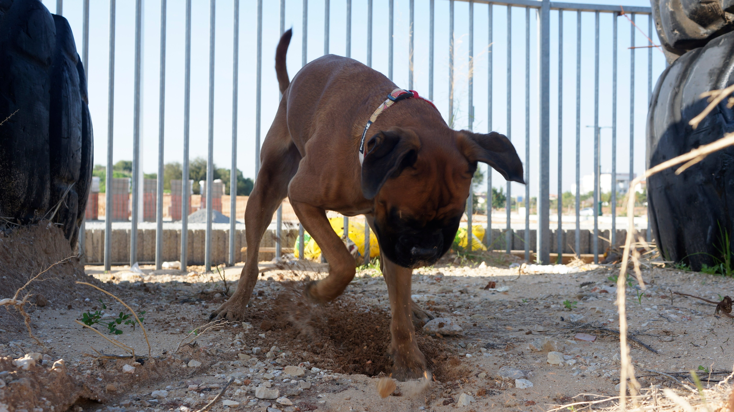 My ״Star״ Boxer Dog