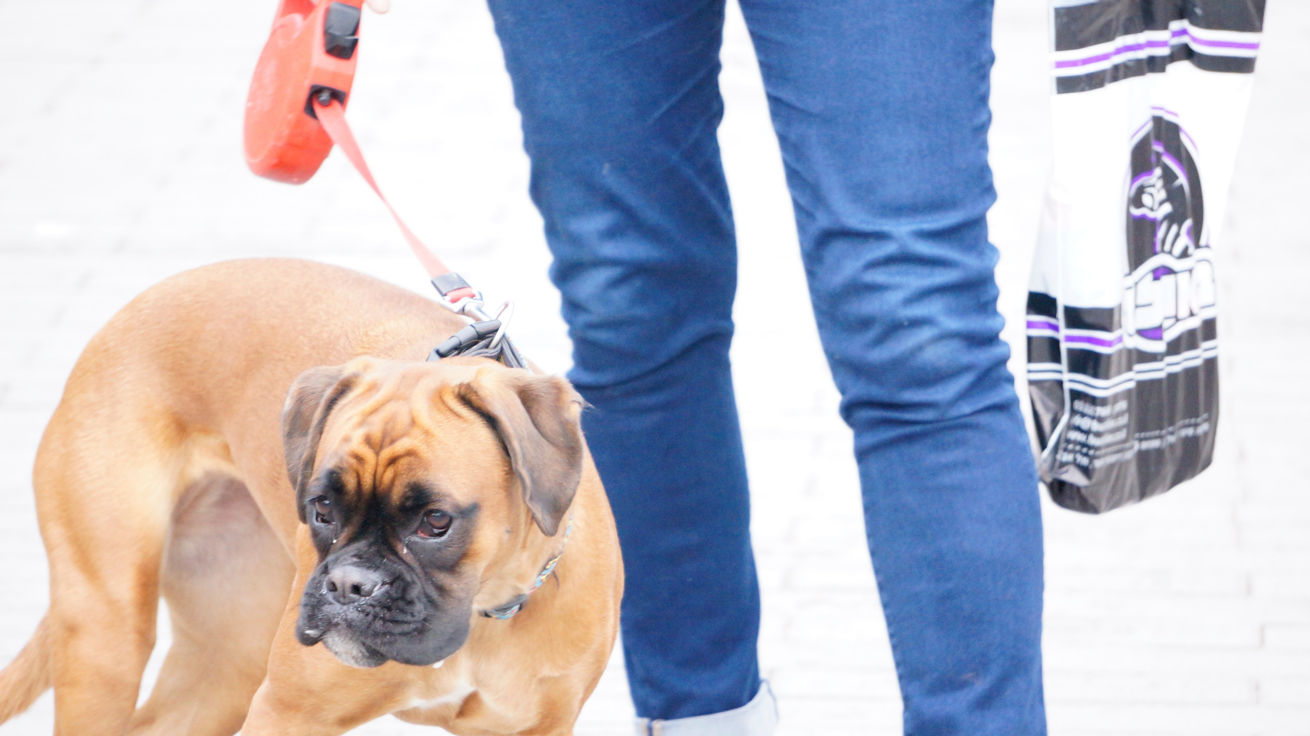 My ״Star״ Boxer Dog