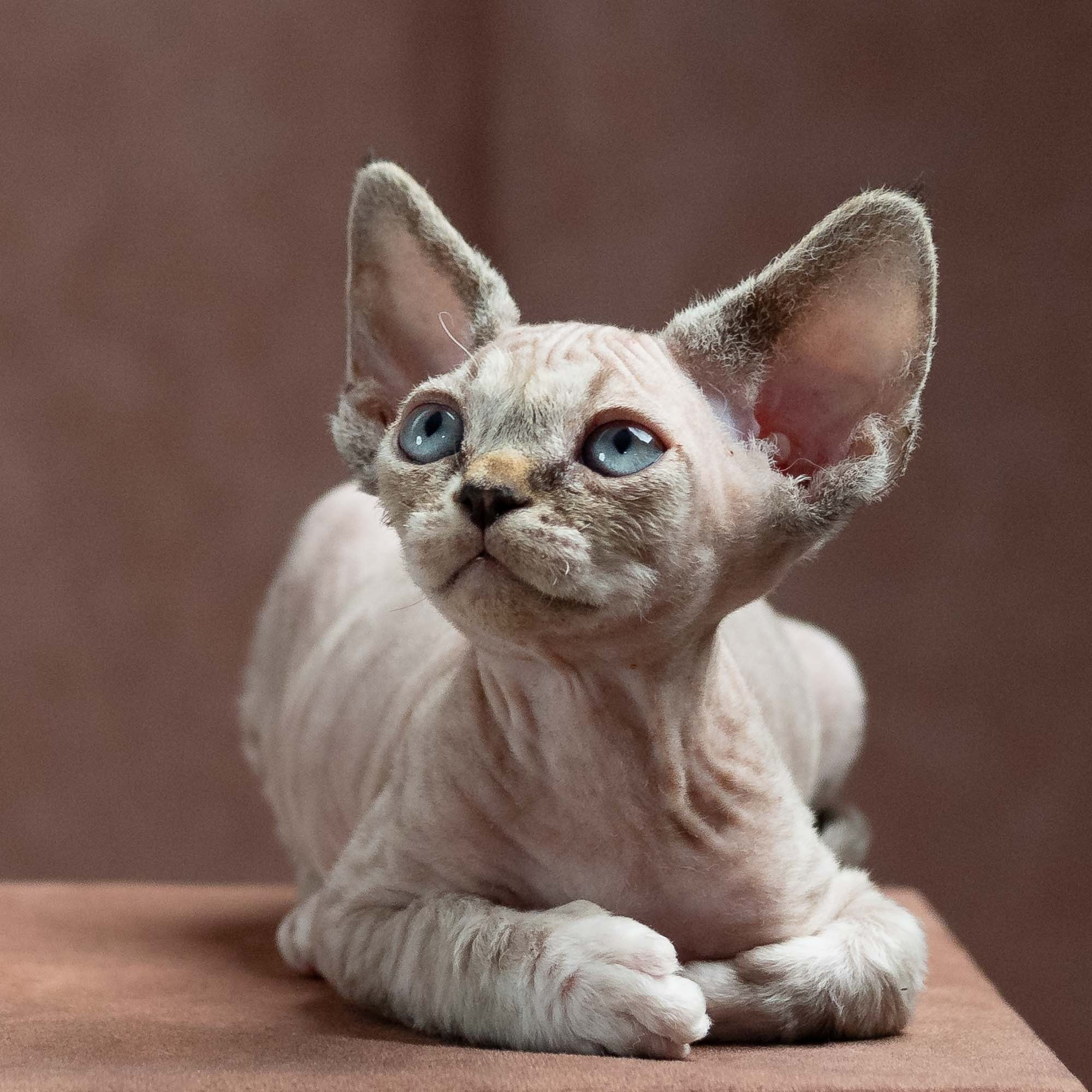 Finn,  boy, born on 01.01.25. Devon Rex Pixie Cattery