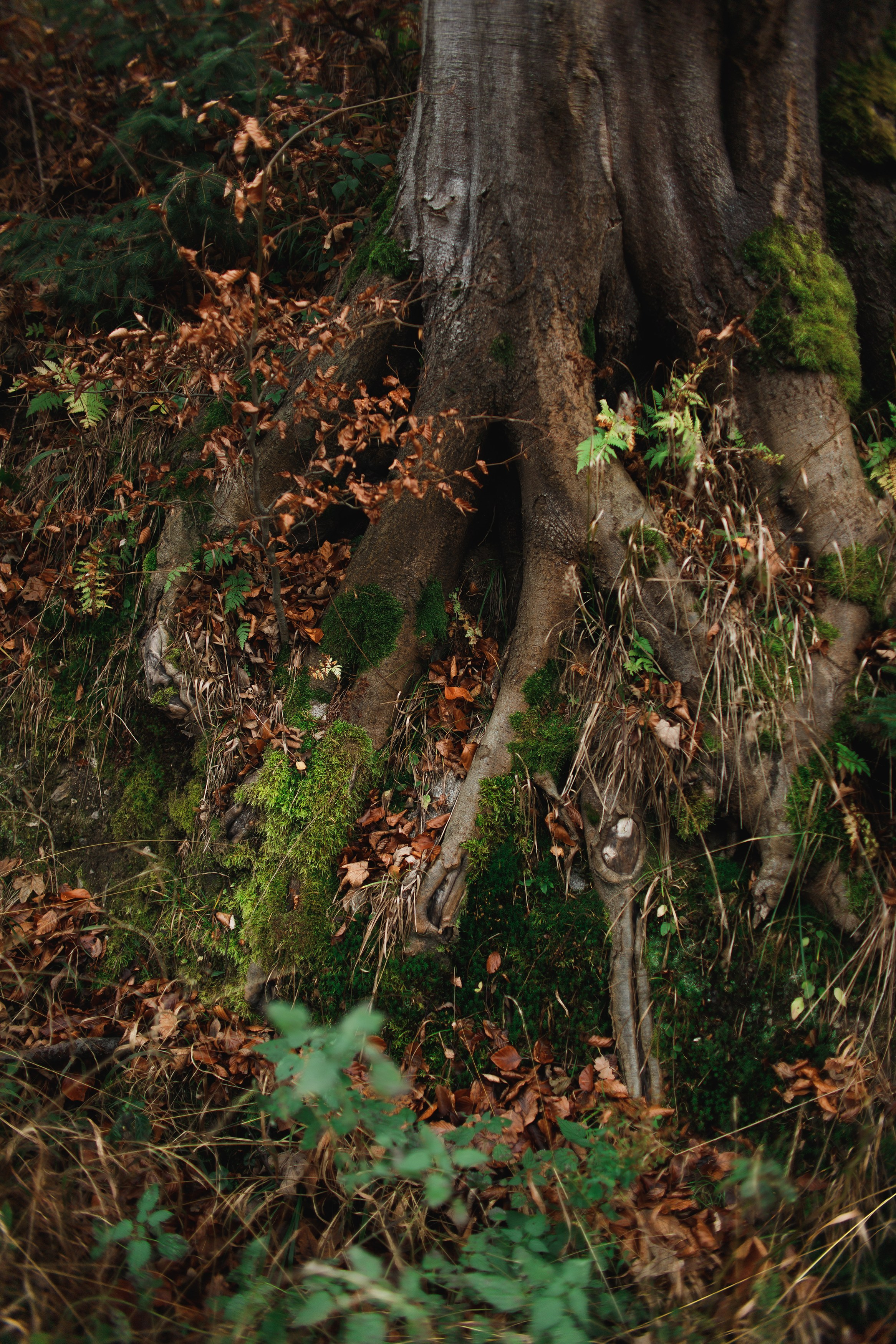 Sowie góry. Kaja | fotograf we Wrocławiu | ludzie i psy