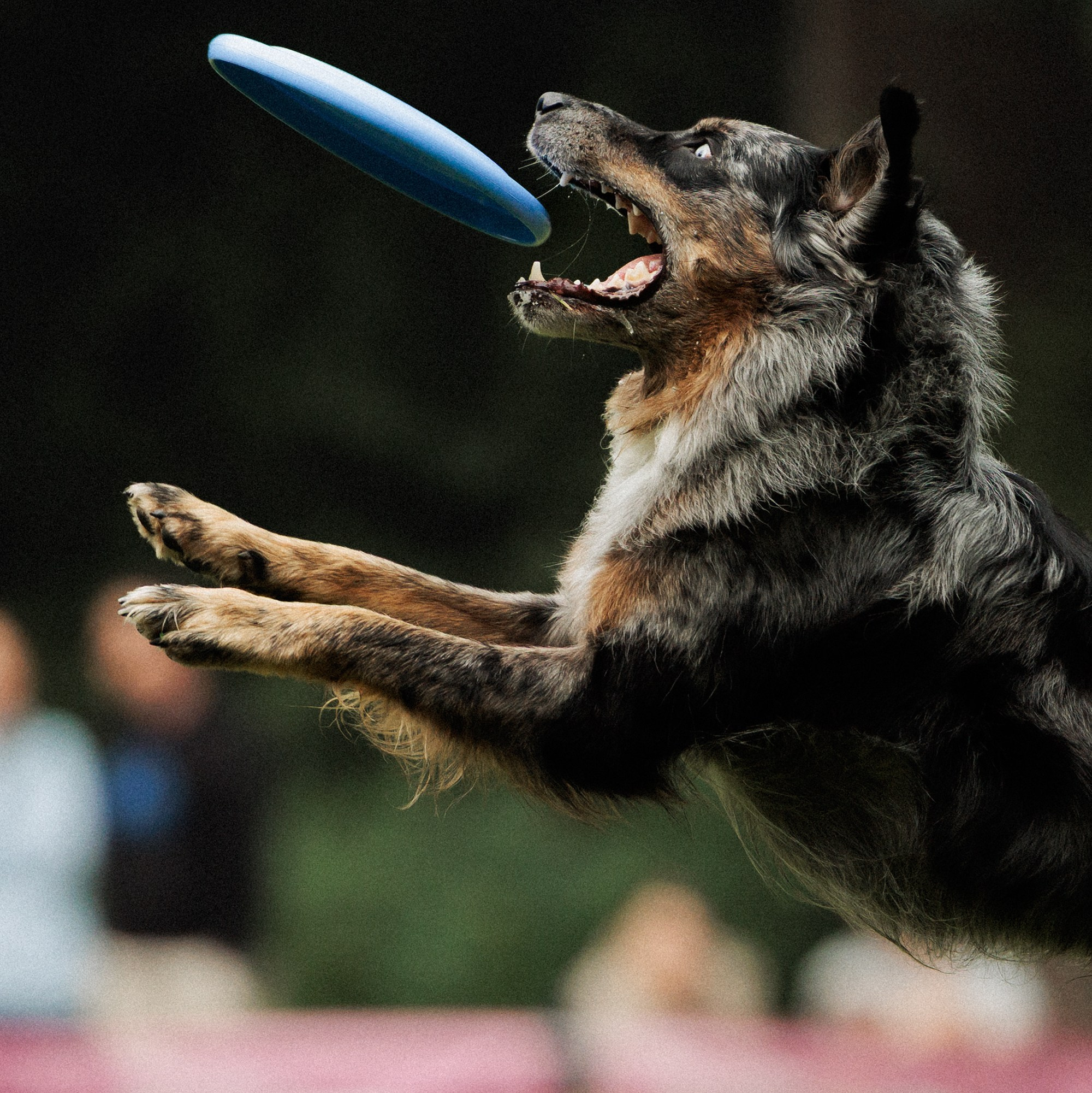 Latające psy, Wrocław'25. Kaja | fotograf psów we Wrocławiu