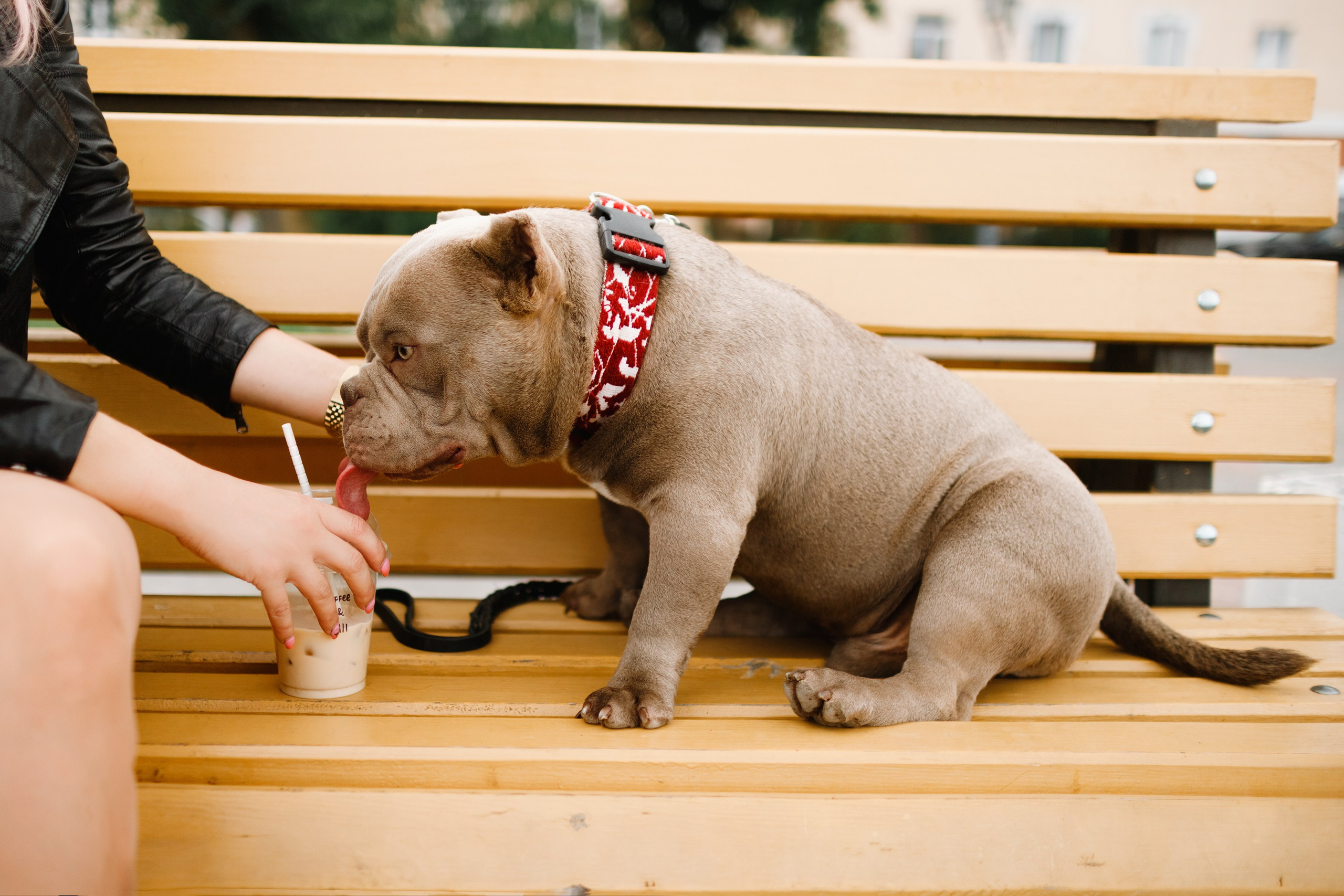 Alesya & her bullies. Kaja | fotograf we Wrocławiu | ludzie i psy