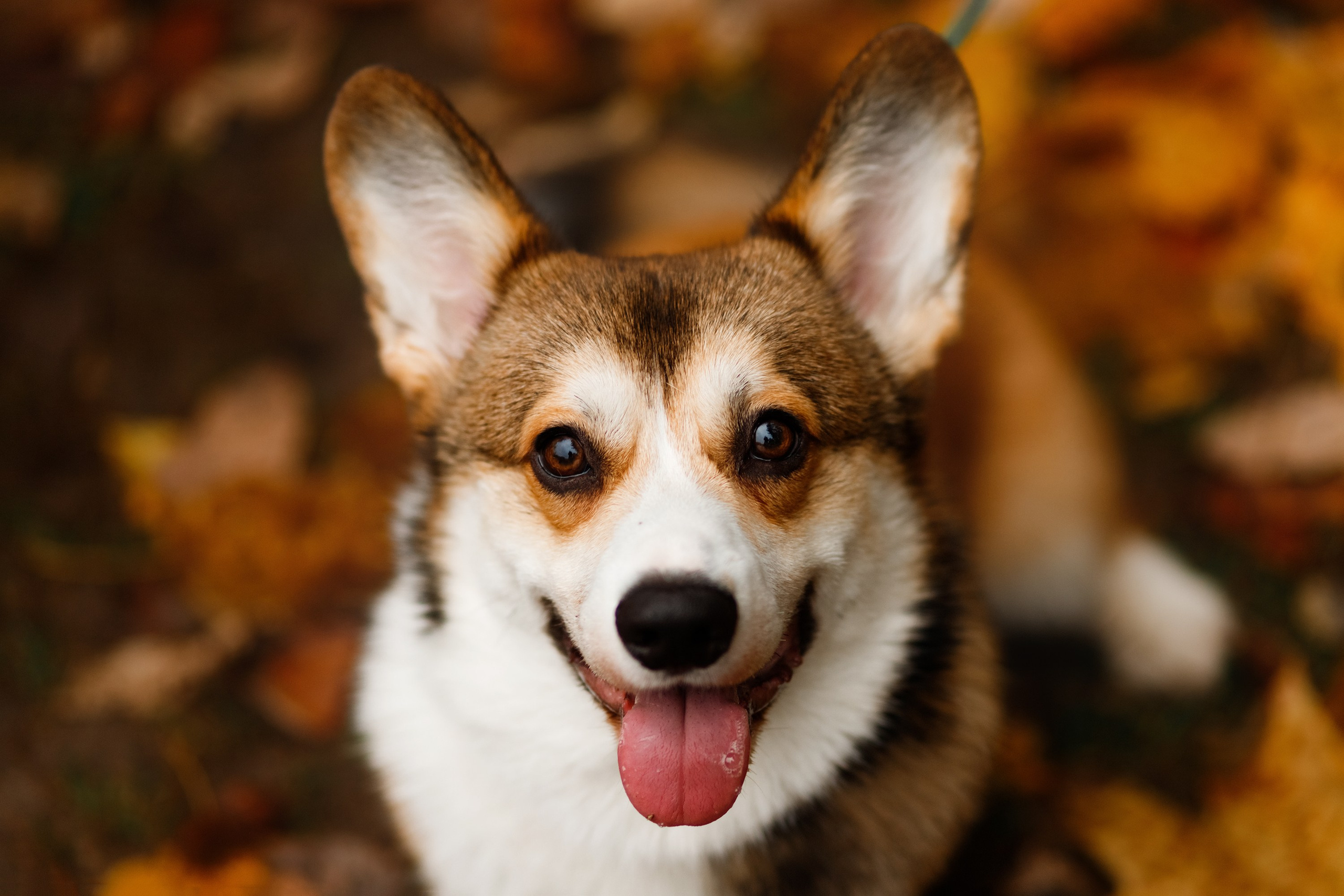Dog shows | the best ones. Kaja | fotograf psów we Wrocławiu