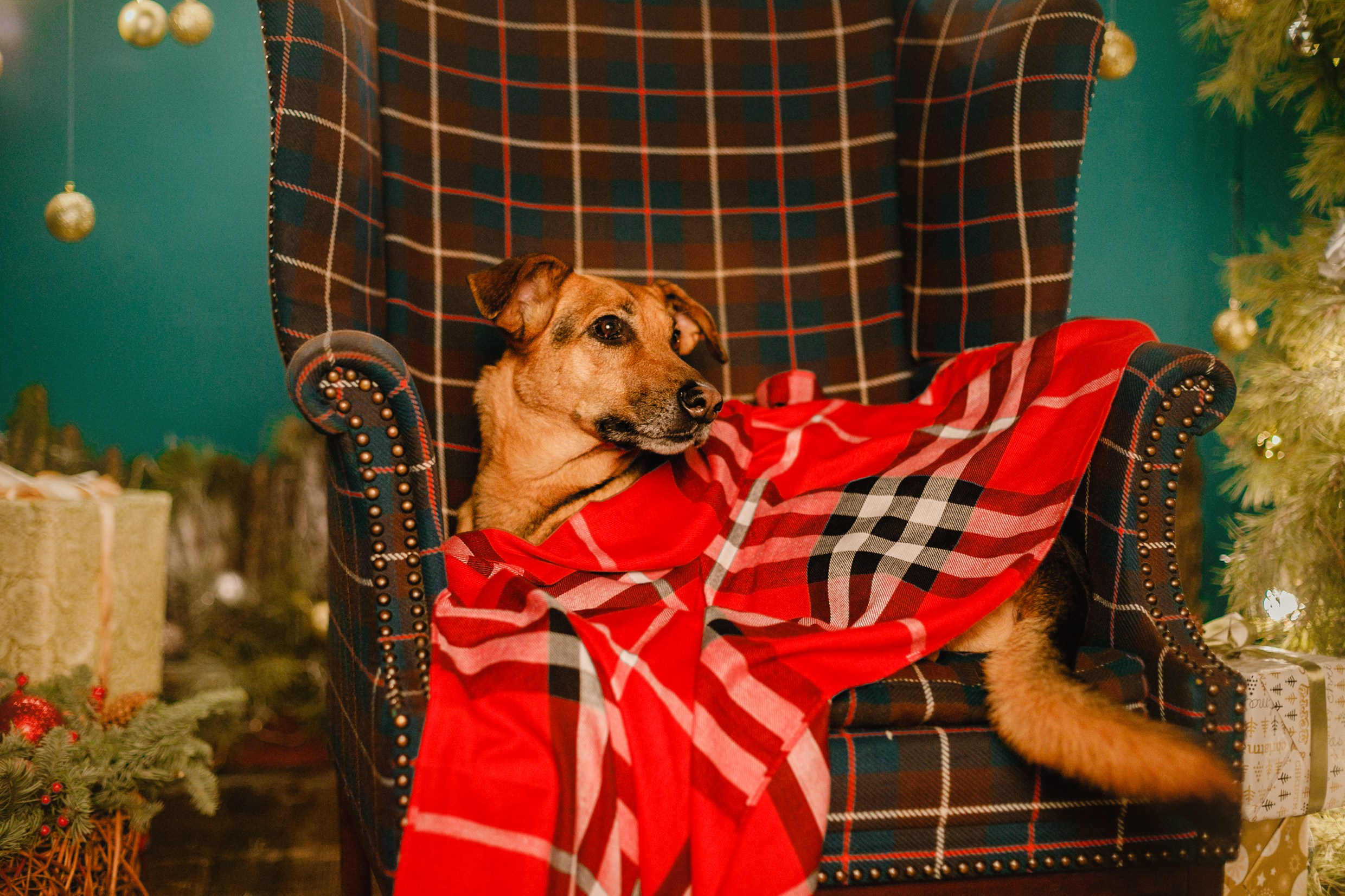 Lana, Edgar and Mucha | new year studio. Kaja | fotograf psów we Wrocławiu