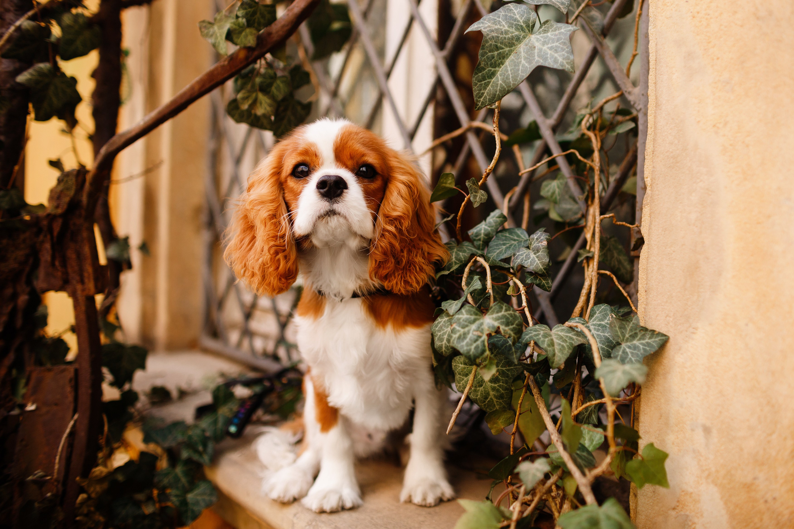 Uliana i Franklin. Kaja | fotograf we Wrocławiu | ludzie i psy