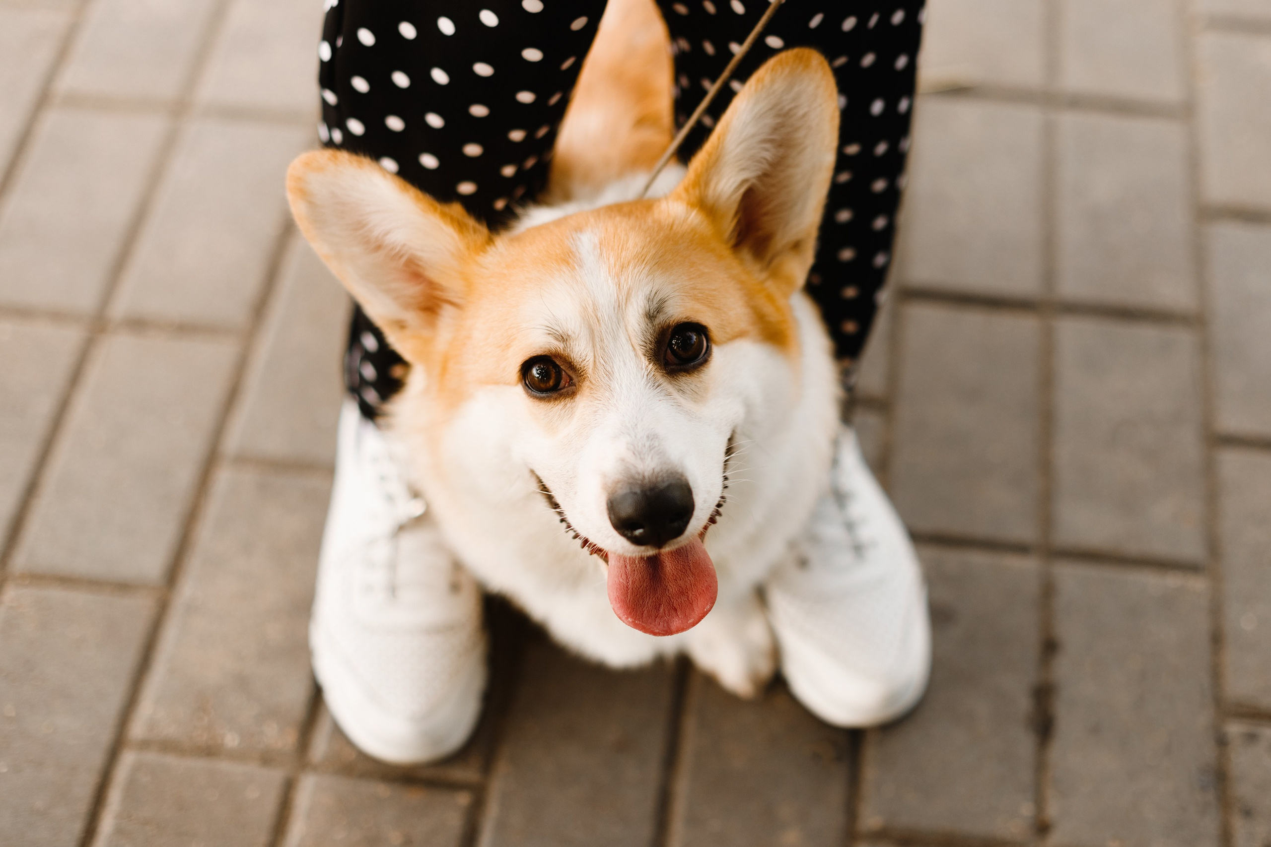Summer photo day for dog handler. Kaja | fotograf we Wrocławiu | ludzie i psy