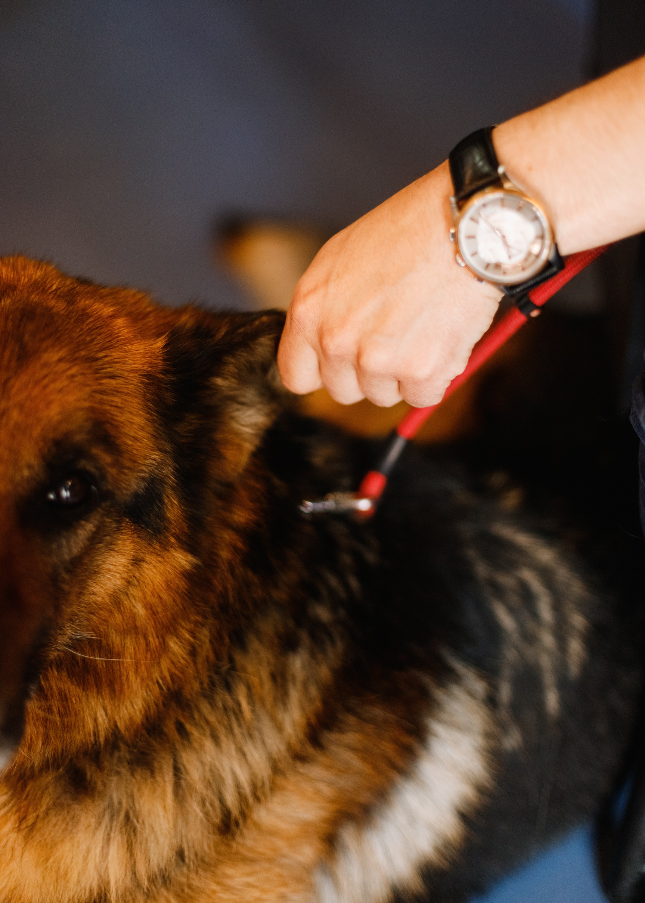 Dog trainer blog content. Kaja | fotograf we Wrocławiu | ludzie i psy