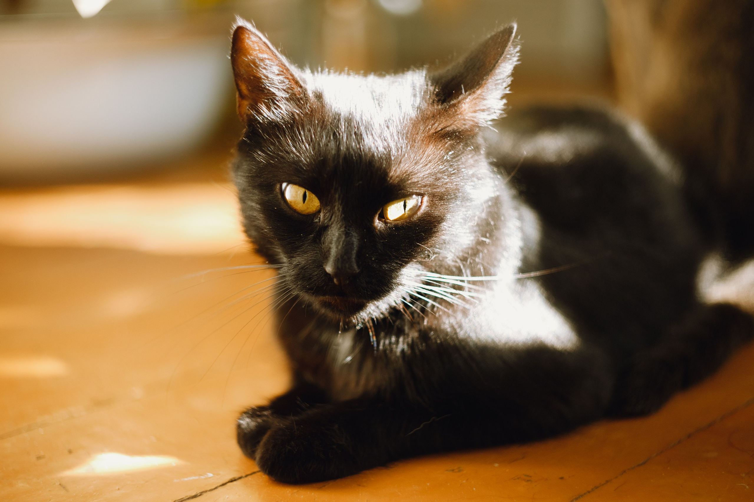 Grandmother's home in Brest. Kaja | fotograf we Wrocławiu | ludzie i psy
