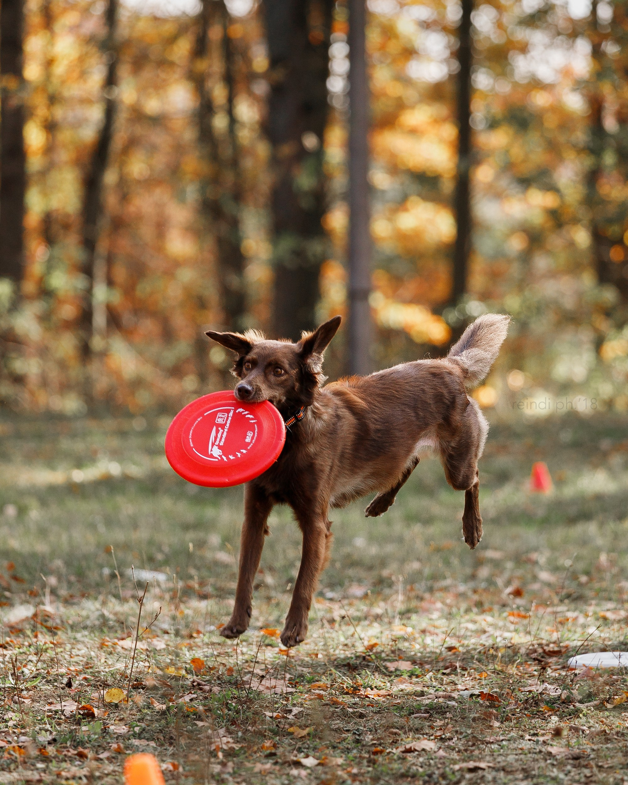 Frisbee and dog puller championship | autumn. Kaja | fotograf we Wrocławiu | ludzie i psy
