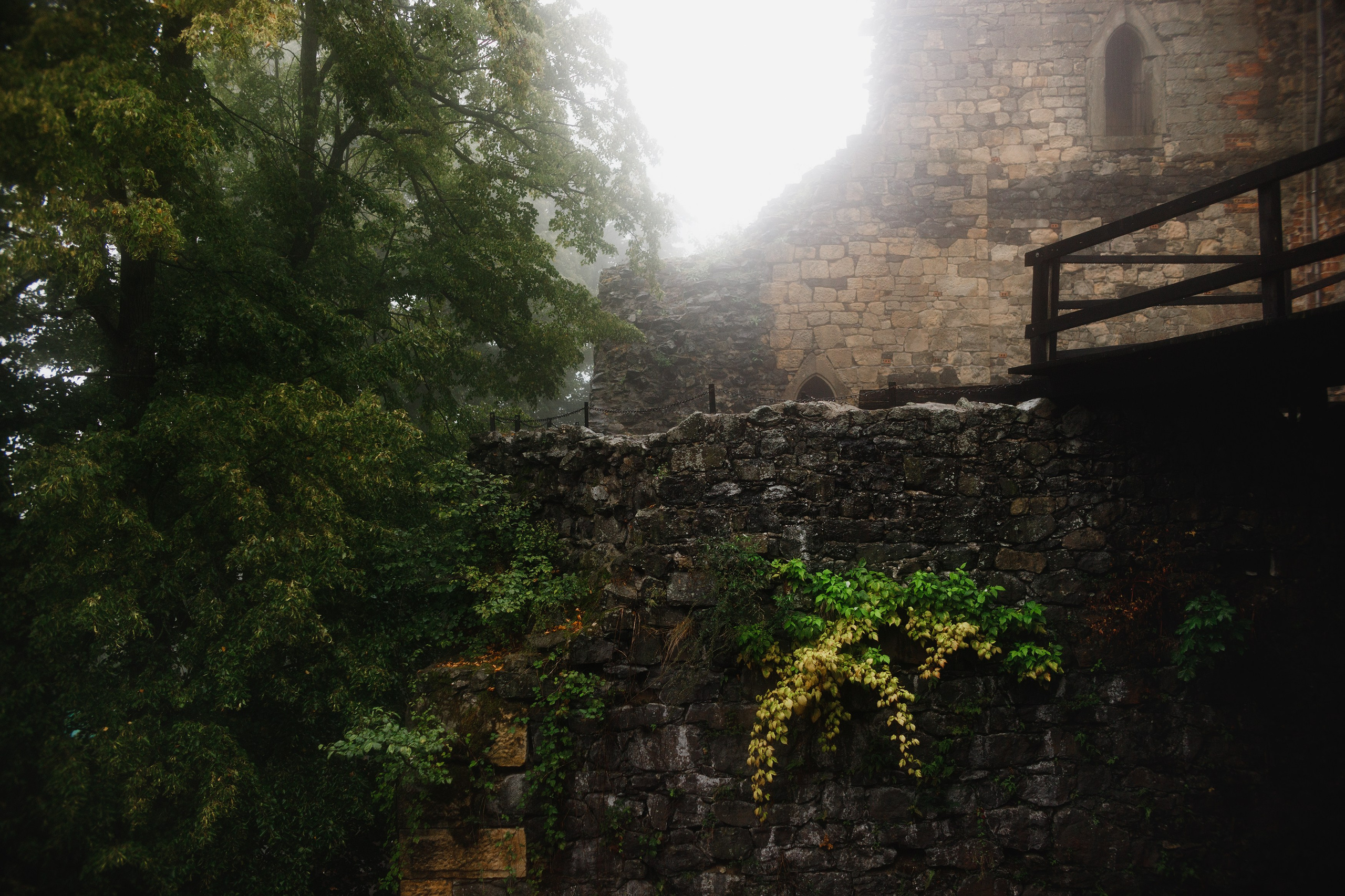 Zamek Grodziec. Kaja | fotograf psów we Wrocławiu