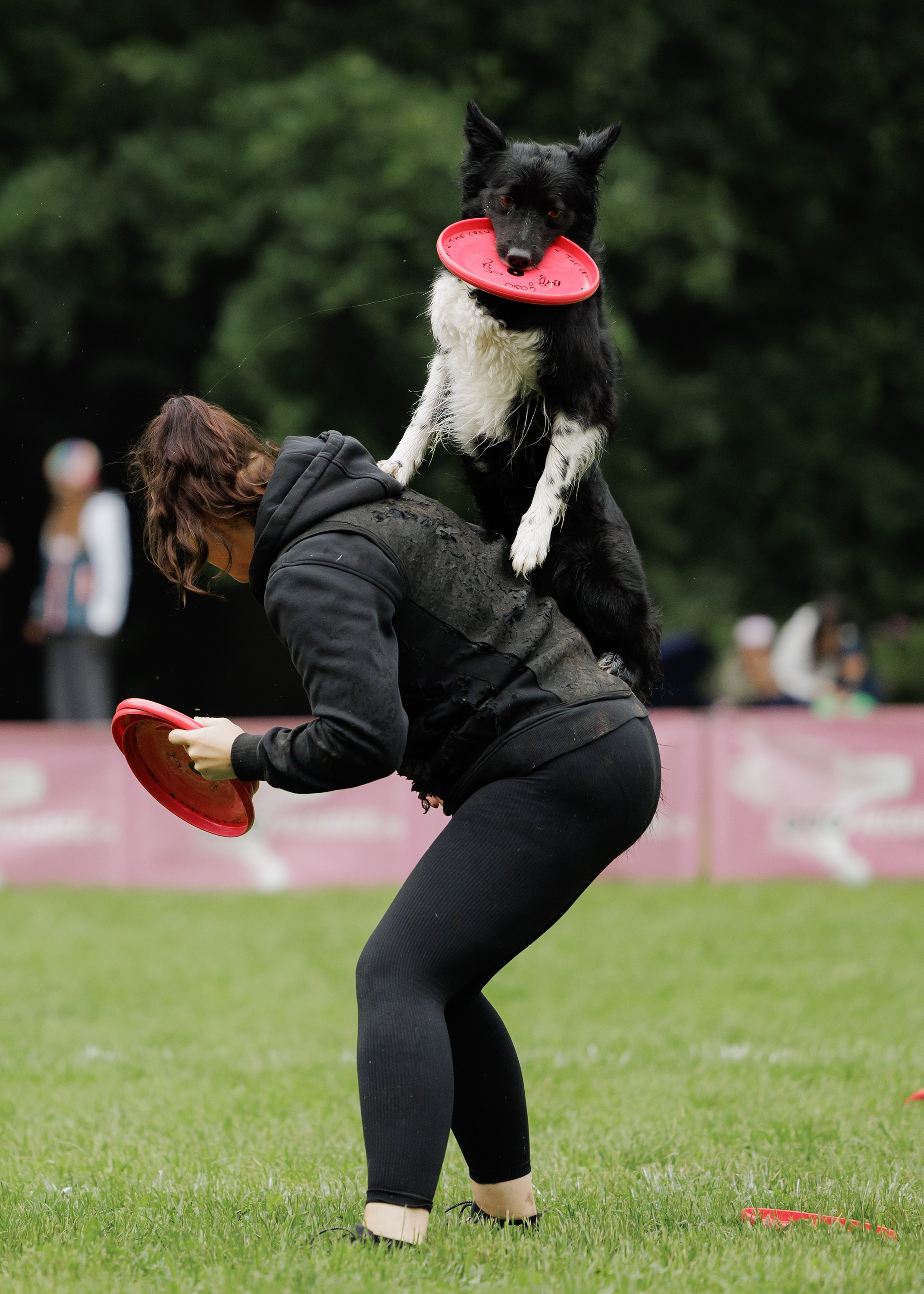 Latające psy, Wrocław'25. Kaja | fotograf psów we Wrocławiu