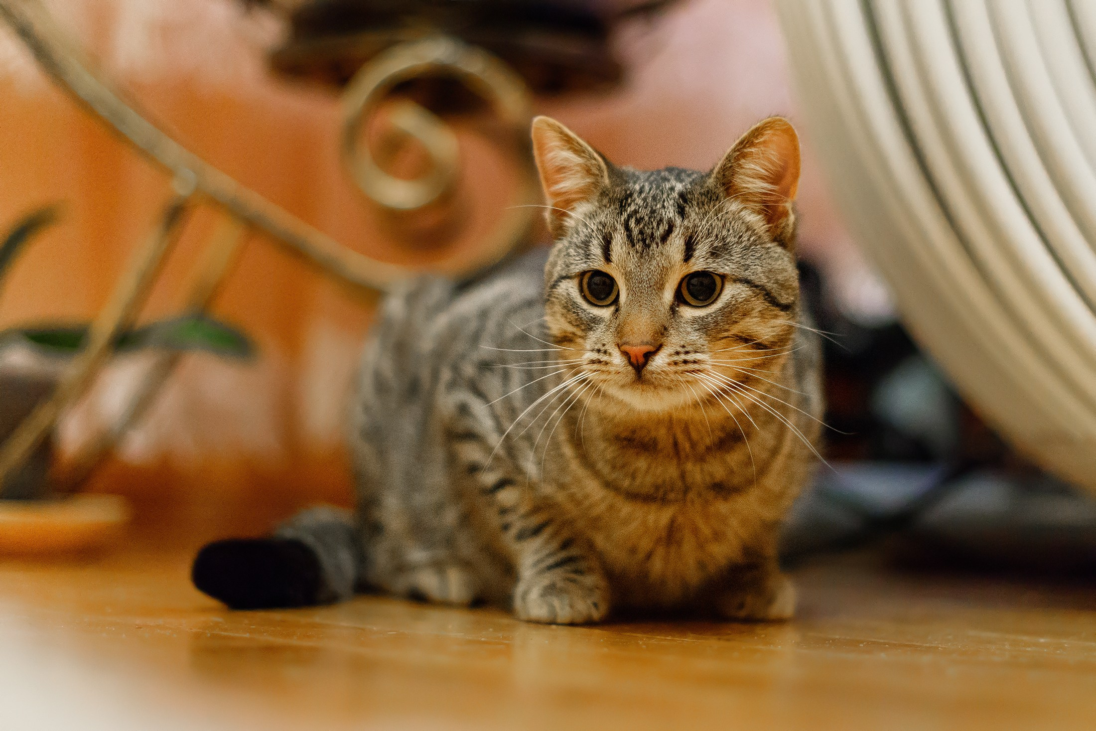 Cats for adoption. Kaja | fotograf we Wrocławiu | ludzie i psy