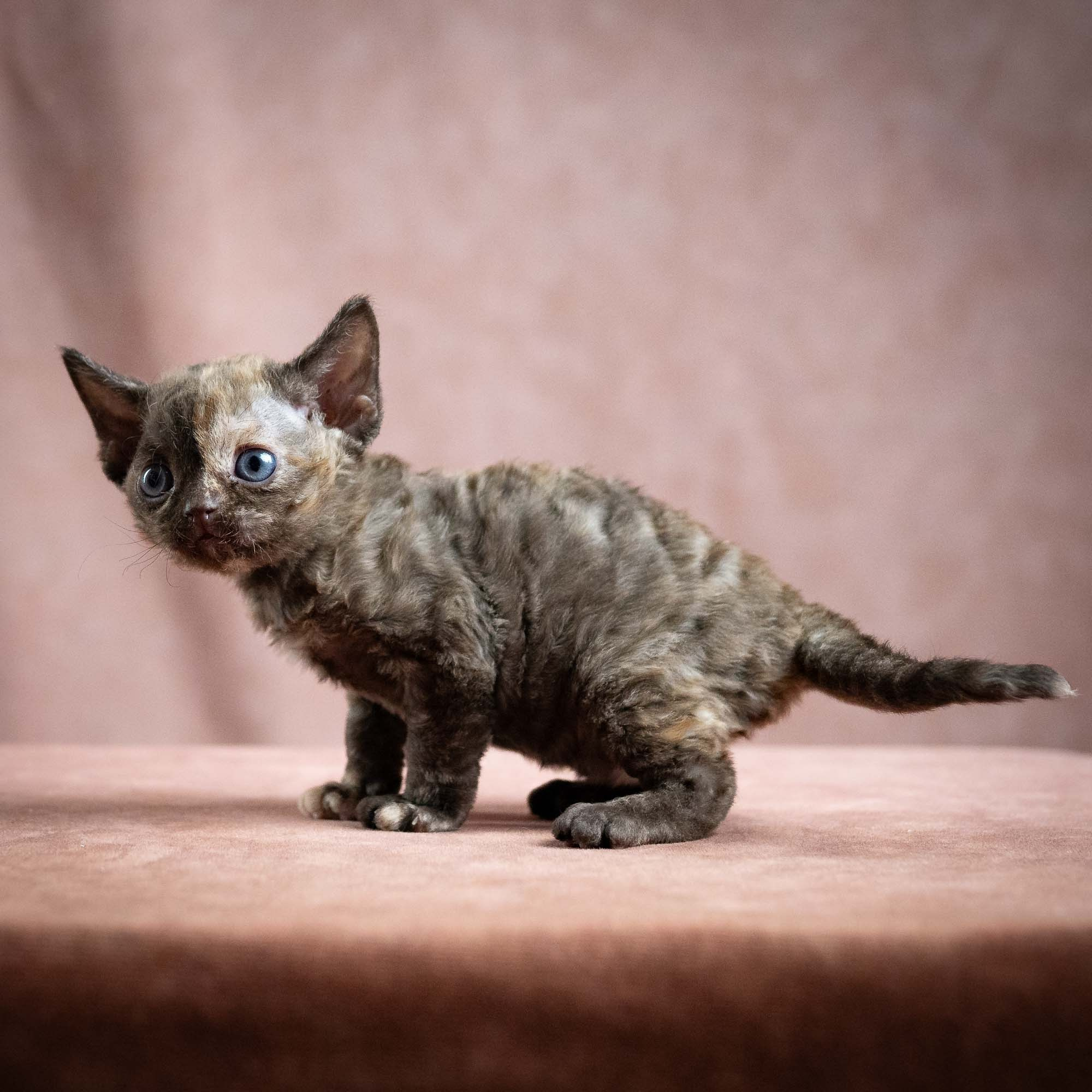 Mocha, girl, born 01.15.26. Devon Rex Pixie Cattery