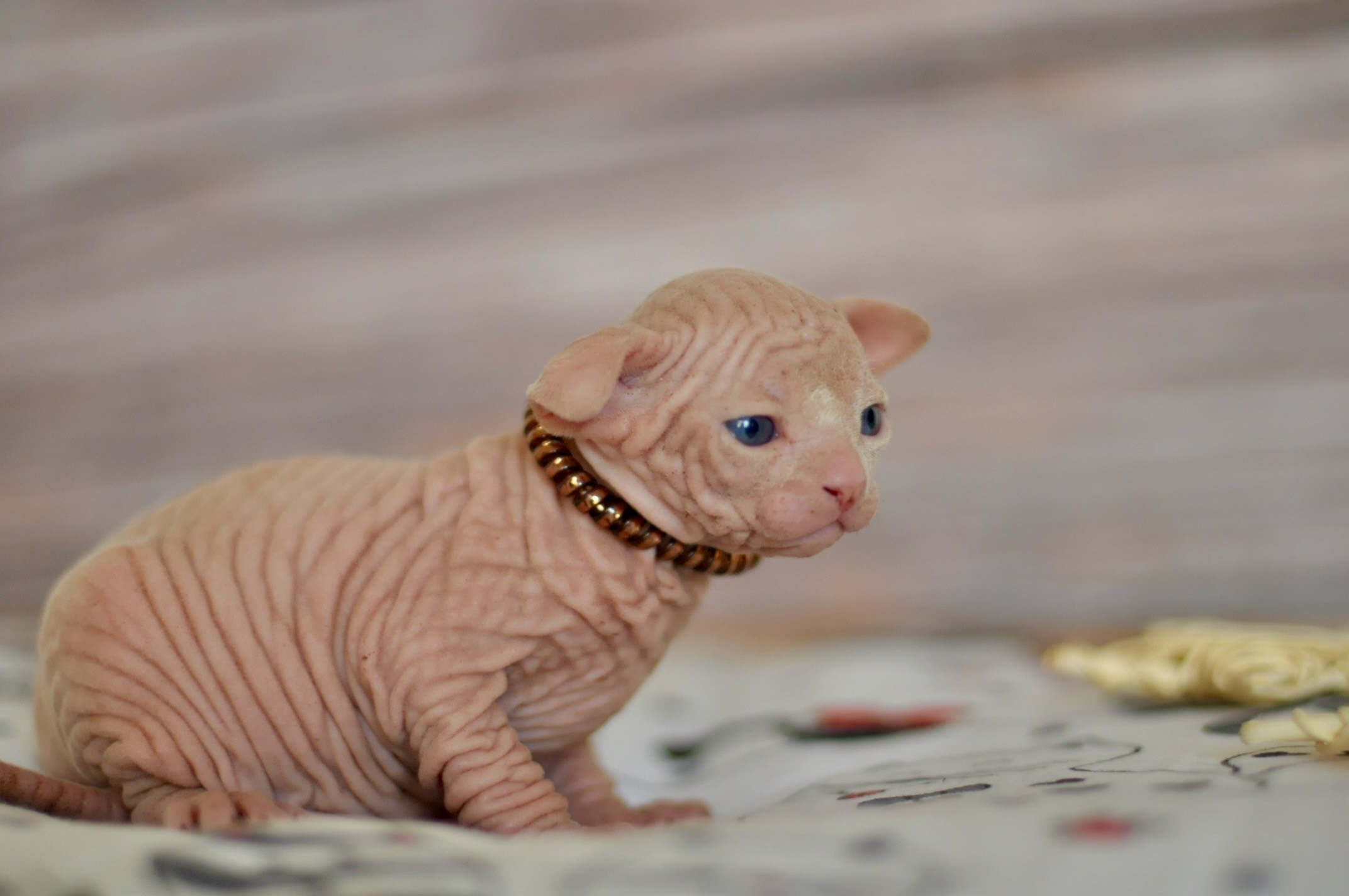 A cattery of Canadian Sphynx breed, located in Limassol, Cyprus