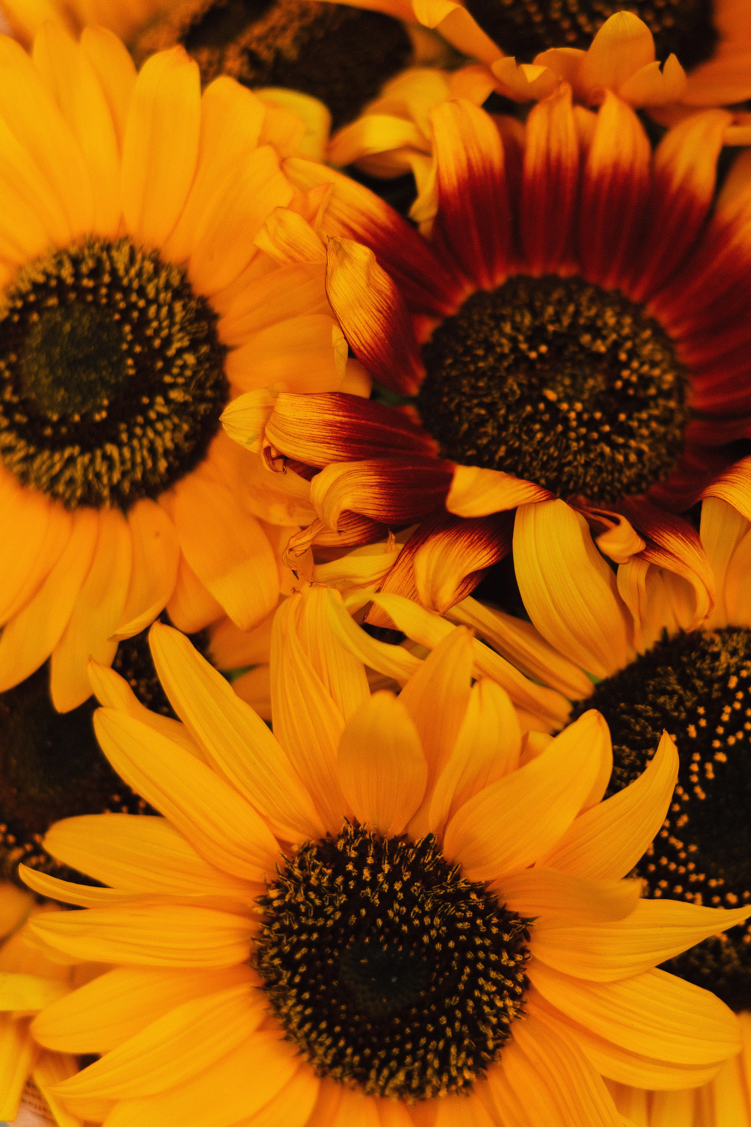 Алмаз и Алина. Азимжан Нуритдинходжаев — свадебный фотограф