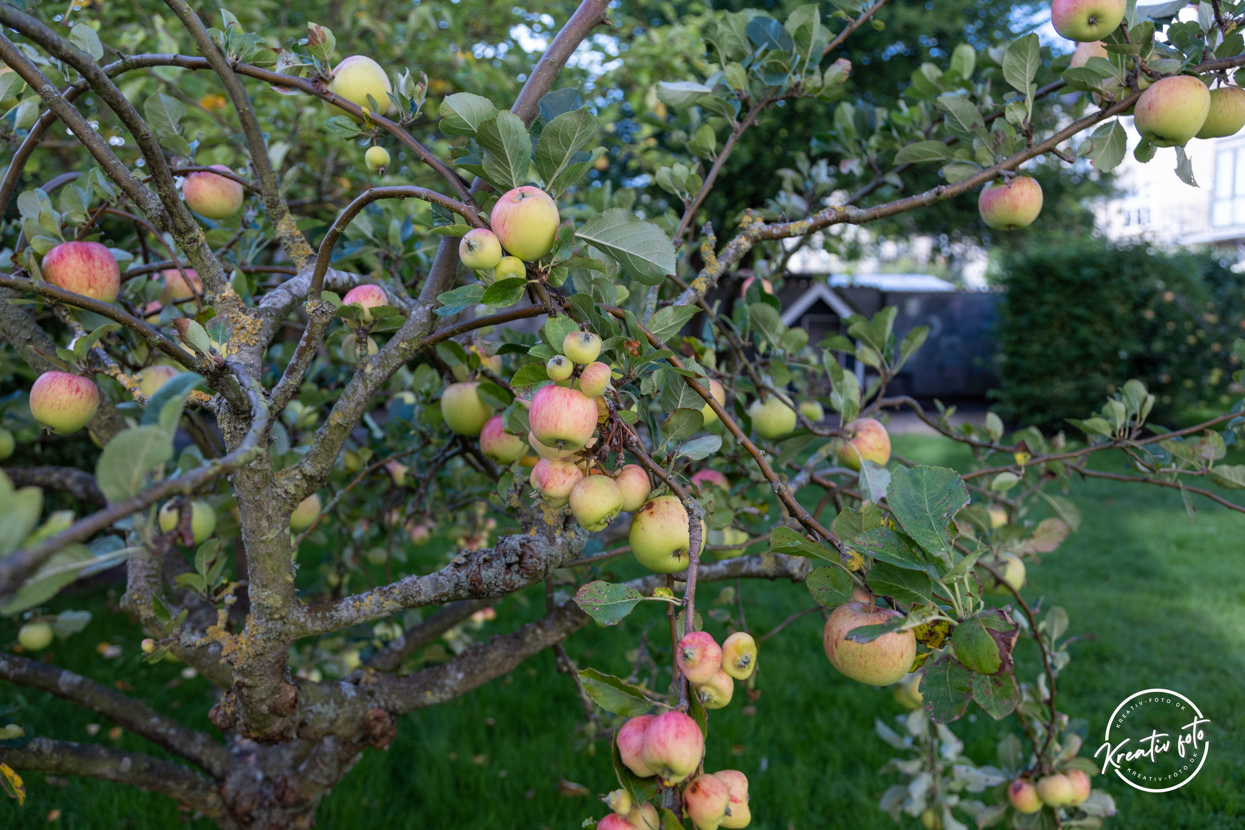 Sommer. Fotograf Aarhus | Portrætfoto Århus | Flotte billeder