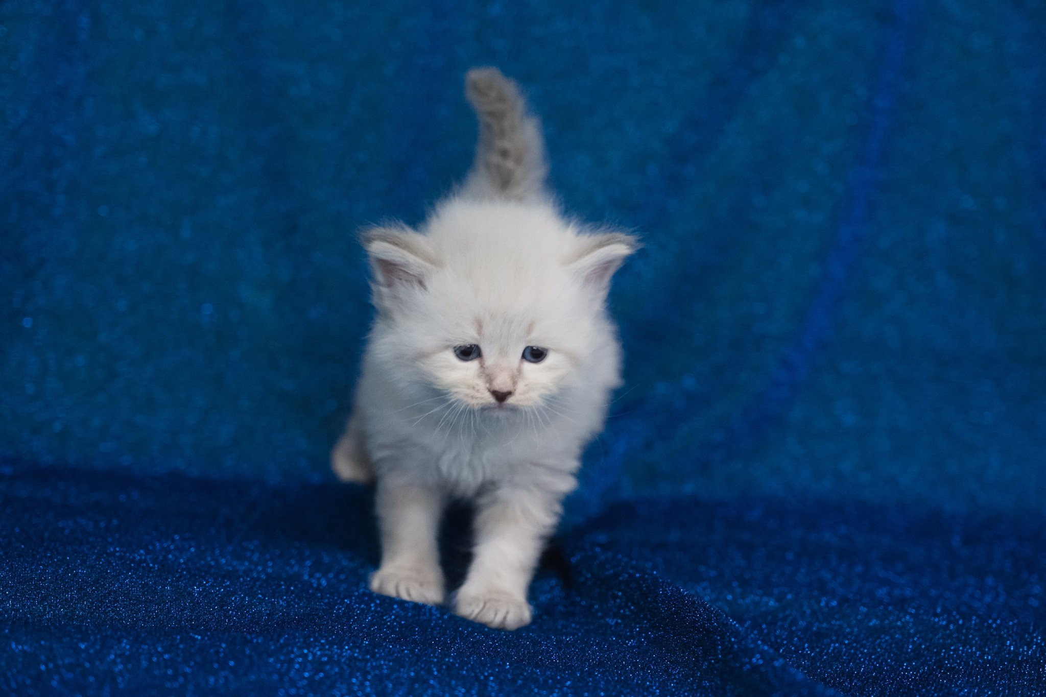 N-Altair. SIBERIALIS: Katzenzucht von Sibirischen und Neva Masquarade Katzen