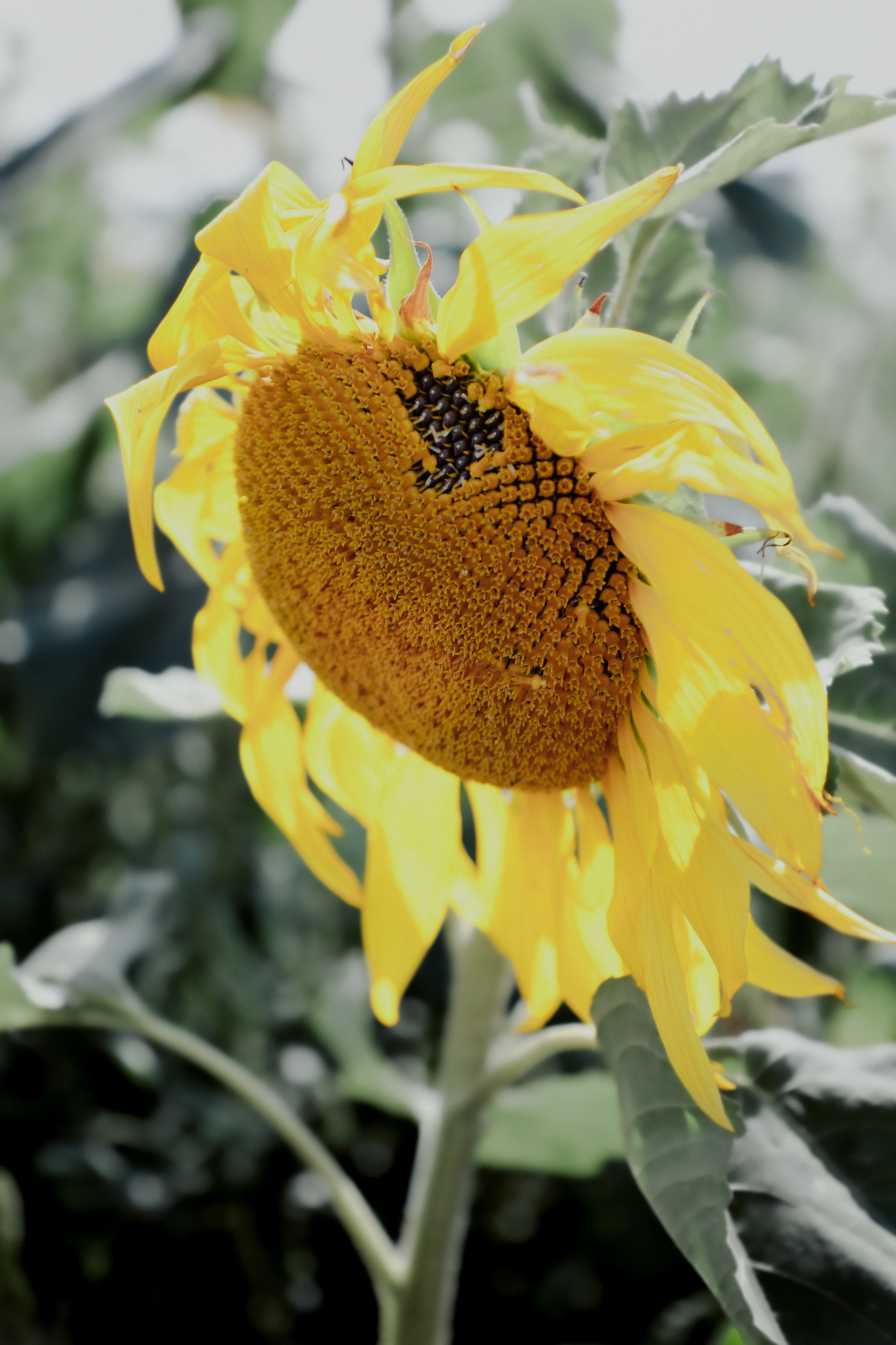 Sunflowers&Aurelija. PORTRAIT|FAMILY|CHILDREN|BRAND PHOTOGRAPHER UK, CAMBRIDGESHIRE